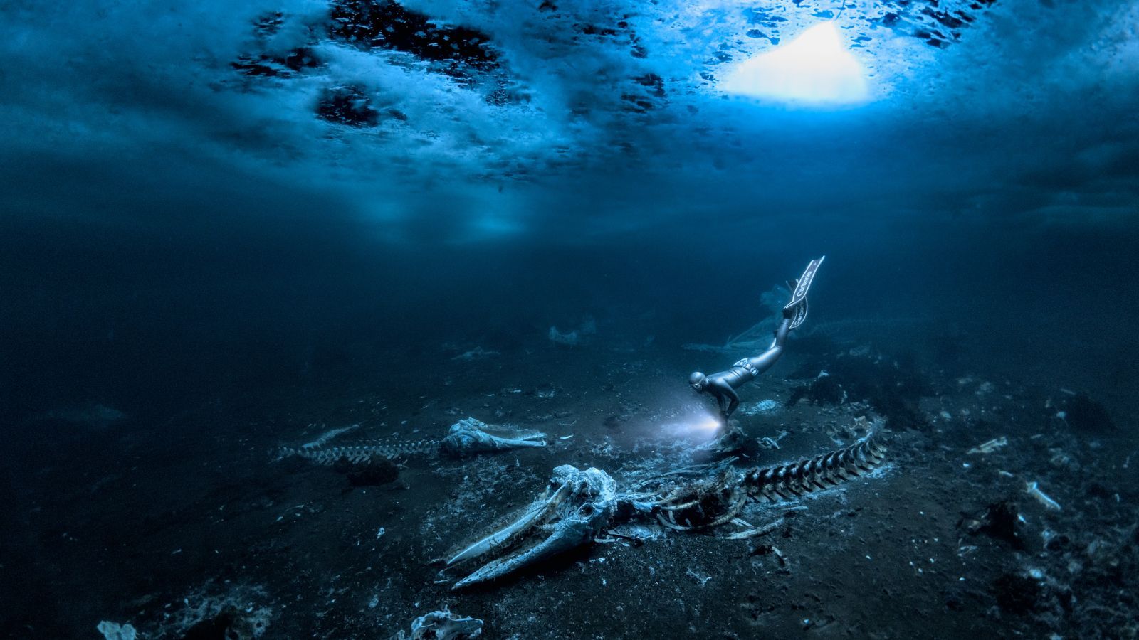 1600x900 Eerie photograph captures whales hunted off Greenland lying in their watery grave