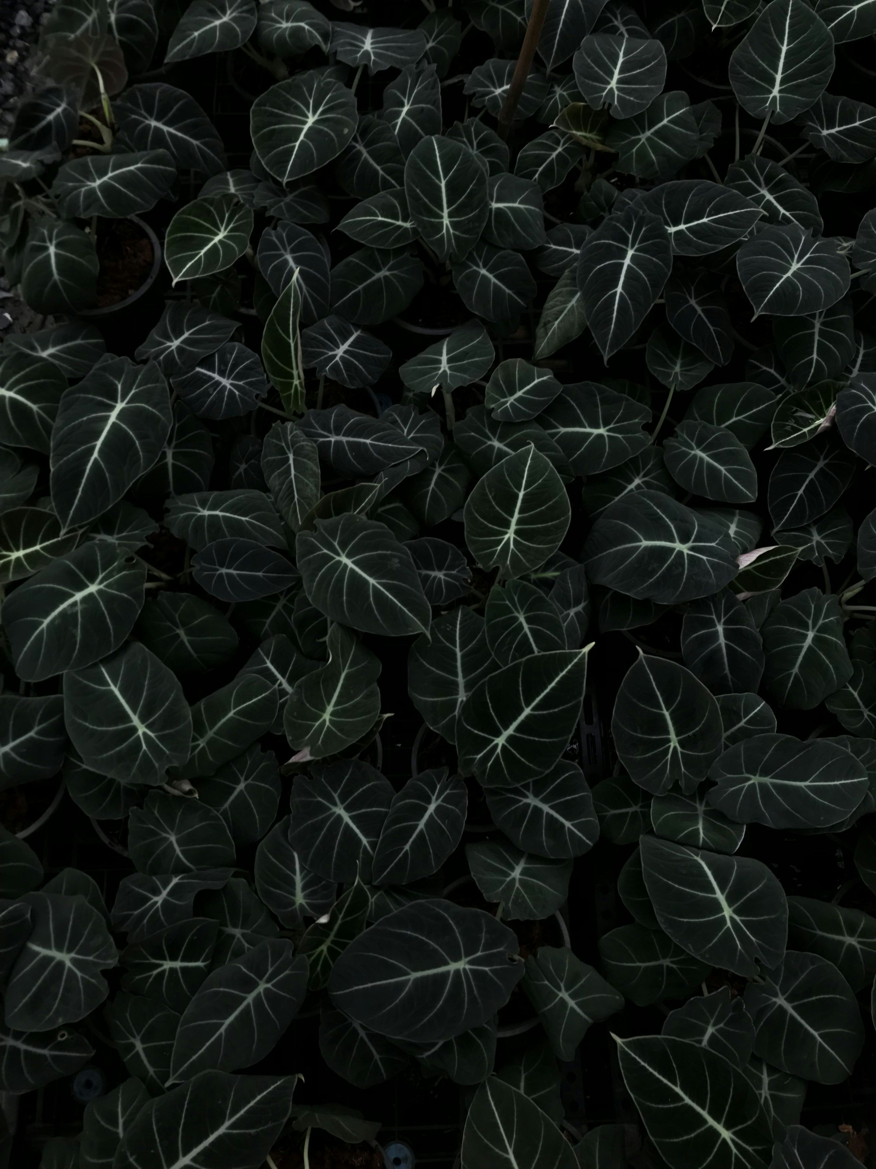 3000x4000 Alocasia Picture. Download Free Image