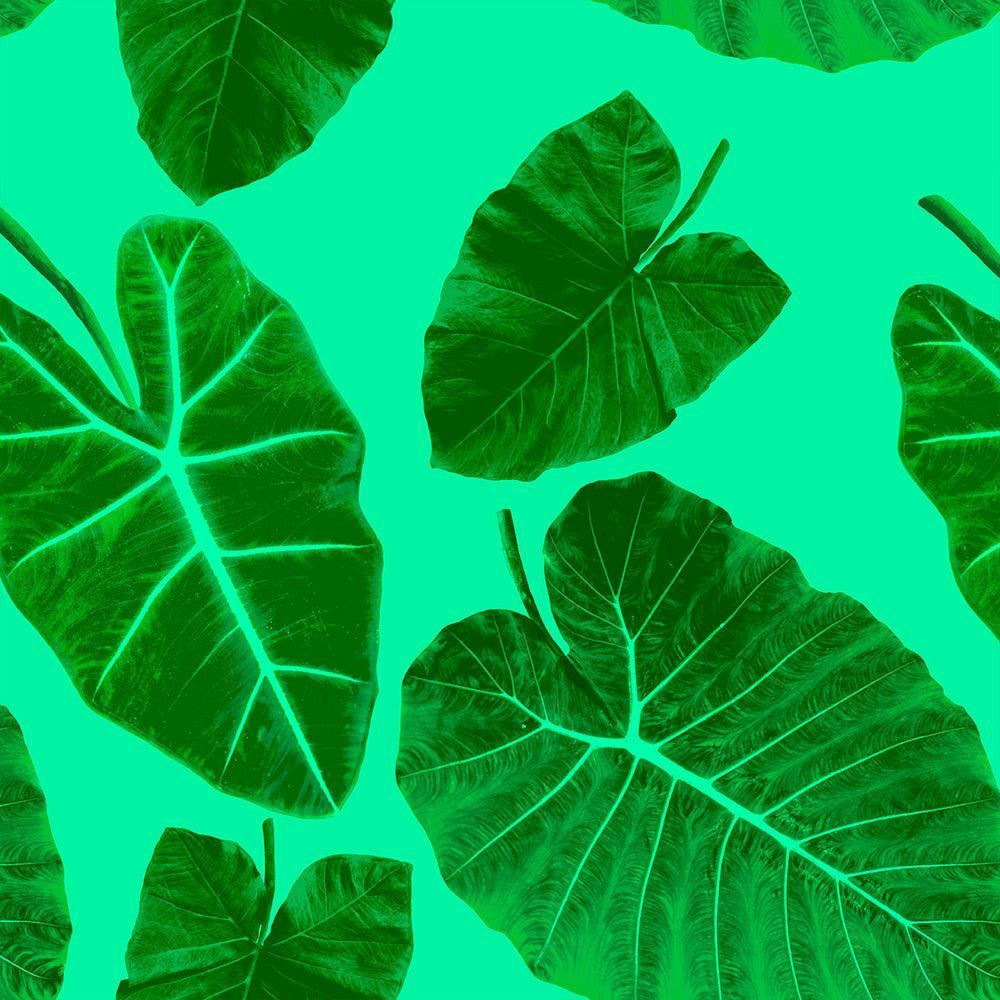 1000x1000 Alocasia Wallcovering