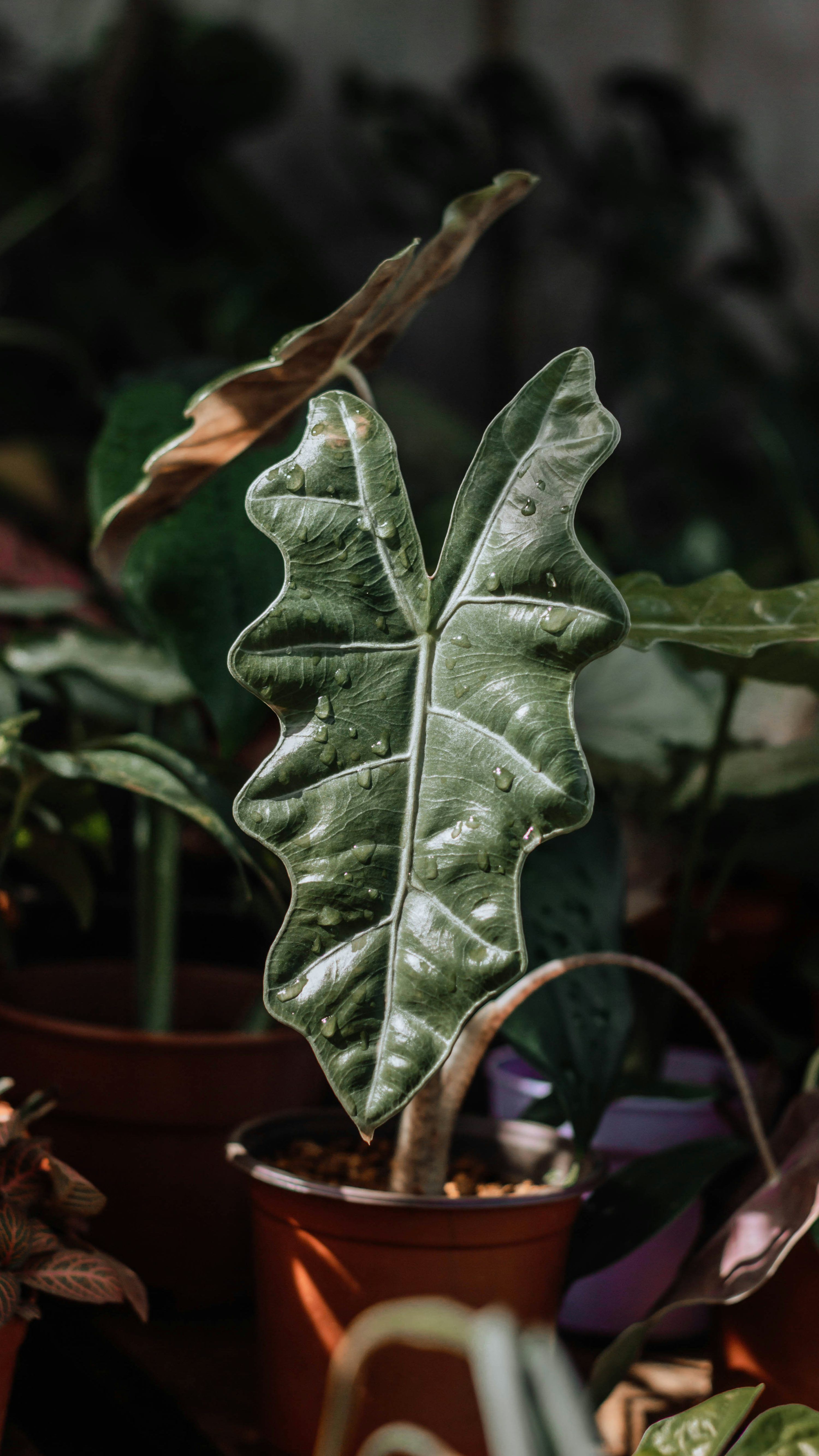 3000x5333 Alocasia Picture. Download Free Image