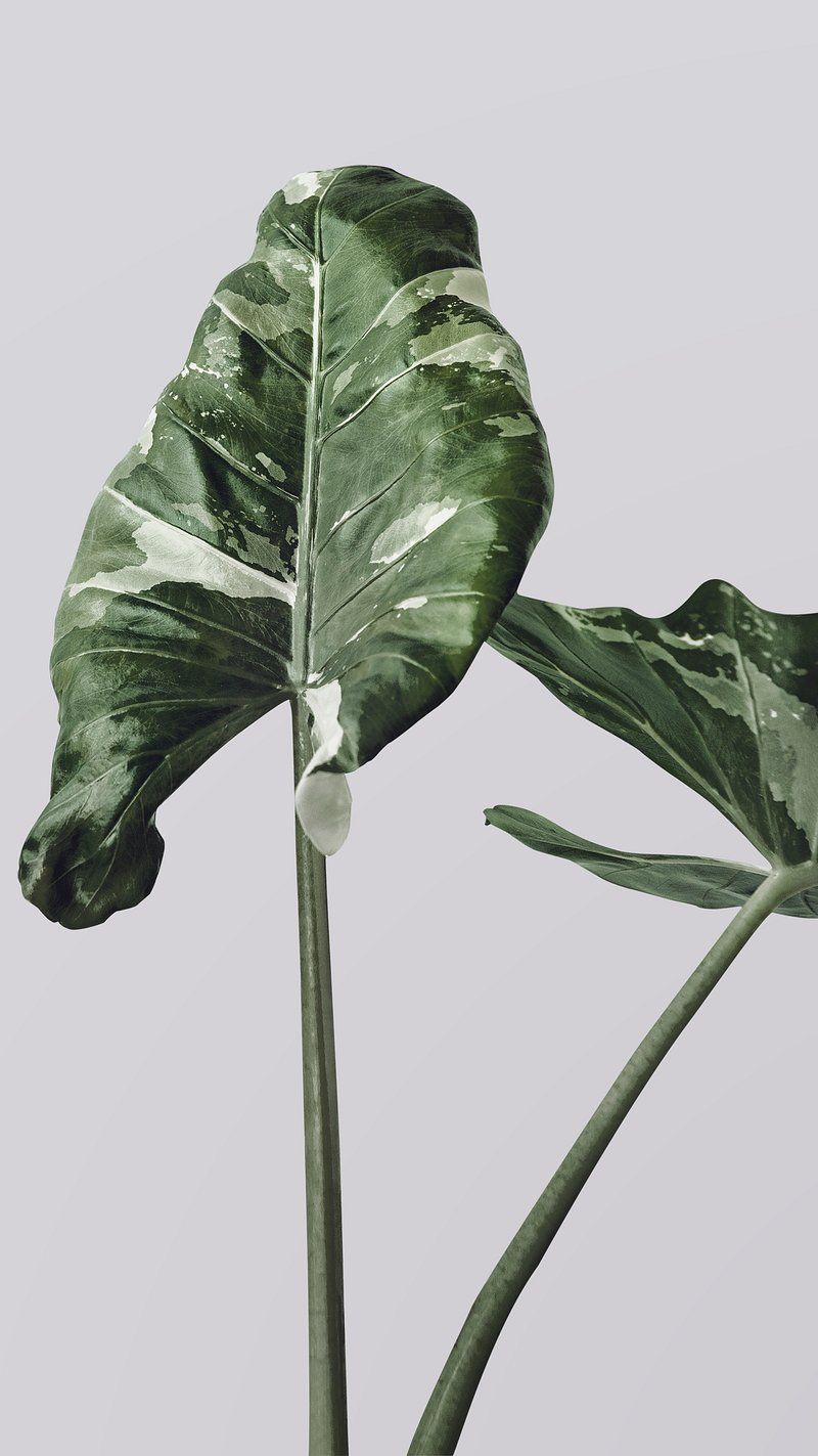 800x1423 Alocasia Leaves Wallpaper Image Wallpaper