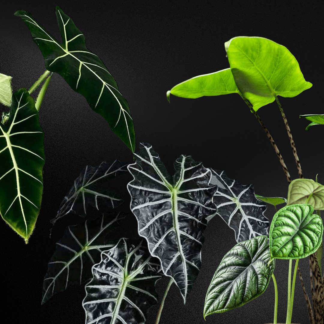 1080x1080 Alocasia. THE PLANT DUDES