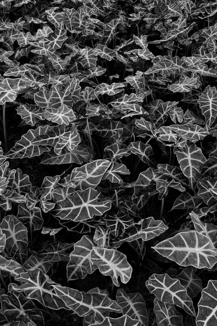 736x1104 Alocasia Amazónica