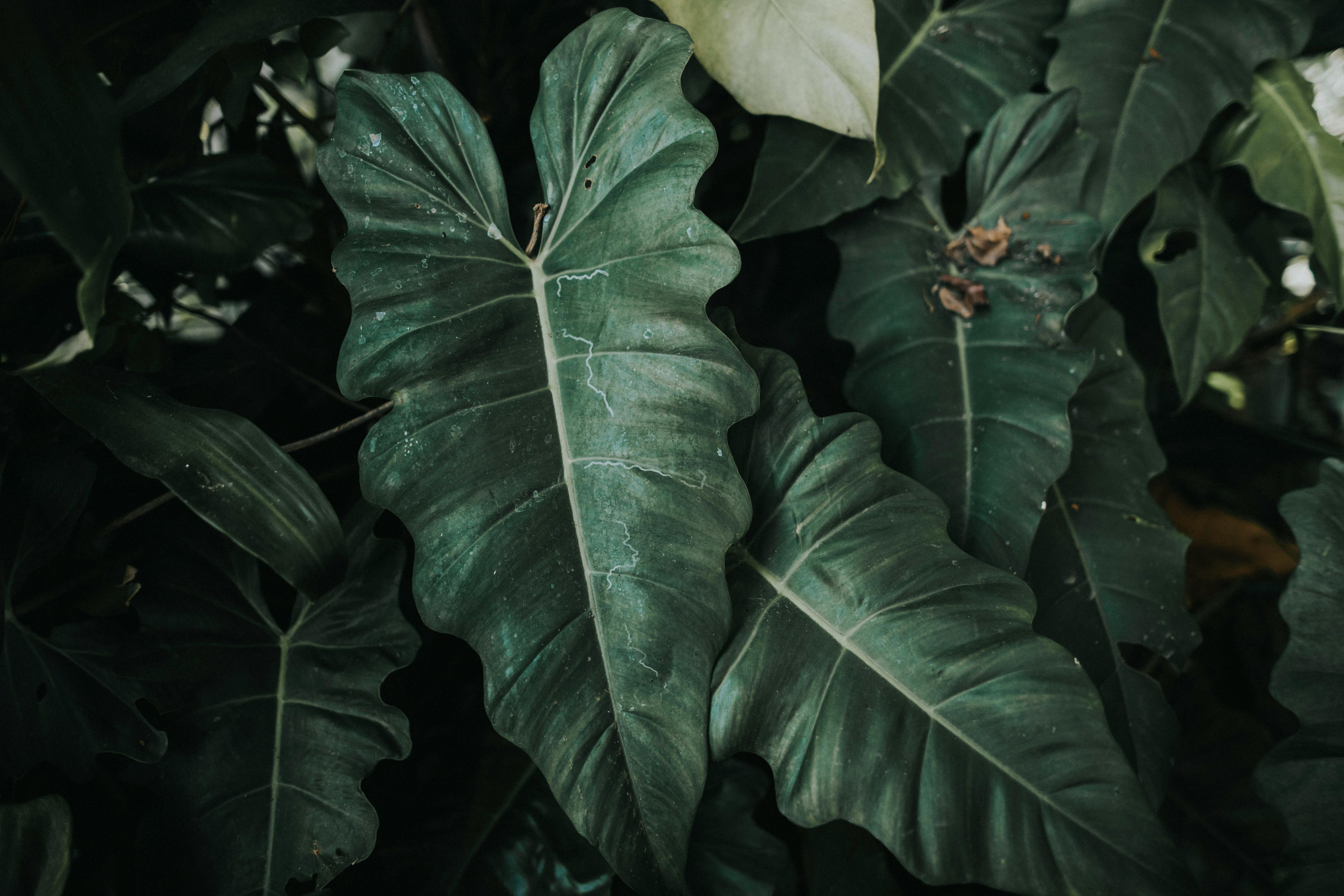 6480x4320 Alocasia with veins on foliage growing in park · Free