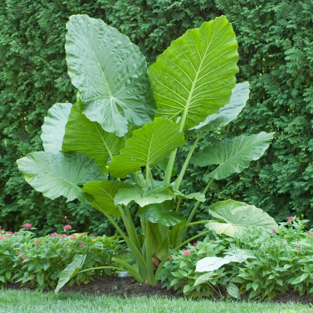 1000x1000 Alocasia Odora (Upright) Macrorrhiza