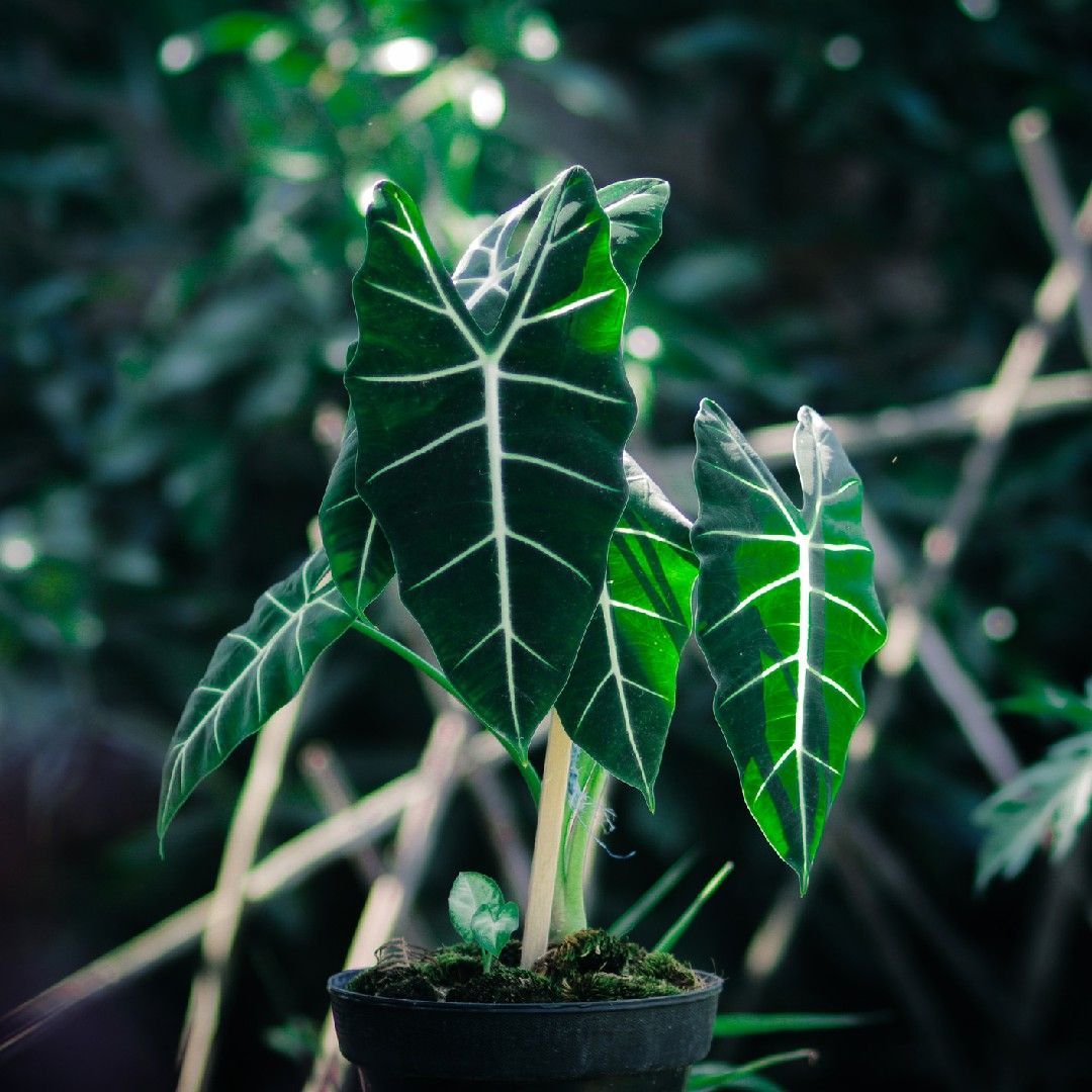 1080x1080 Alocasia Frydek micholitziana 'Frydek' (Care, Characteristics, Flower, Image)