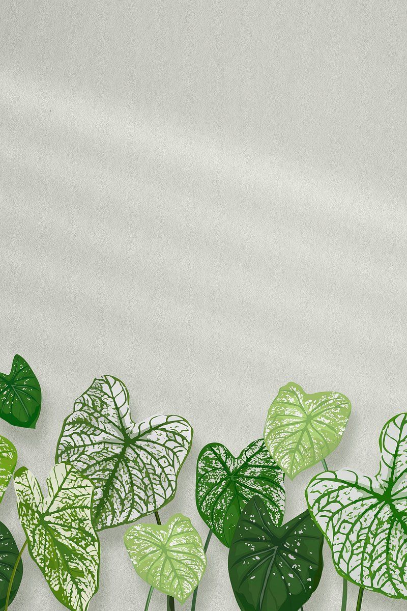 800x1200 Alocasia Polly Image Wallpaper