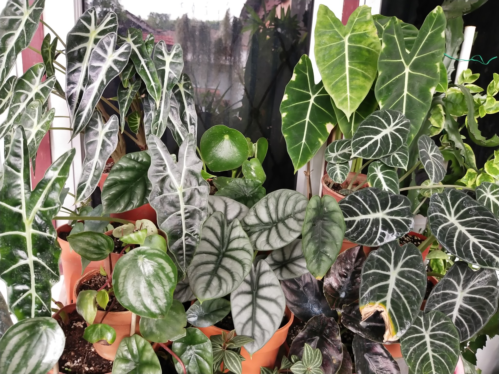 2048x1536 Garden Chronicles of James David: 21 Different Types of Alocasia & Jewel Alocasia & Image (Updated 3rd Feb 2022)