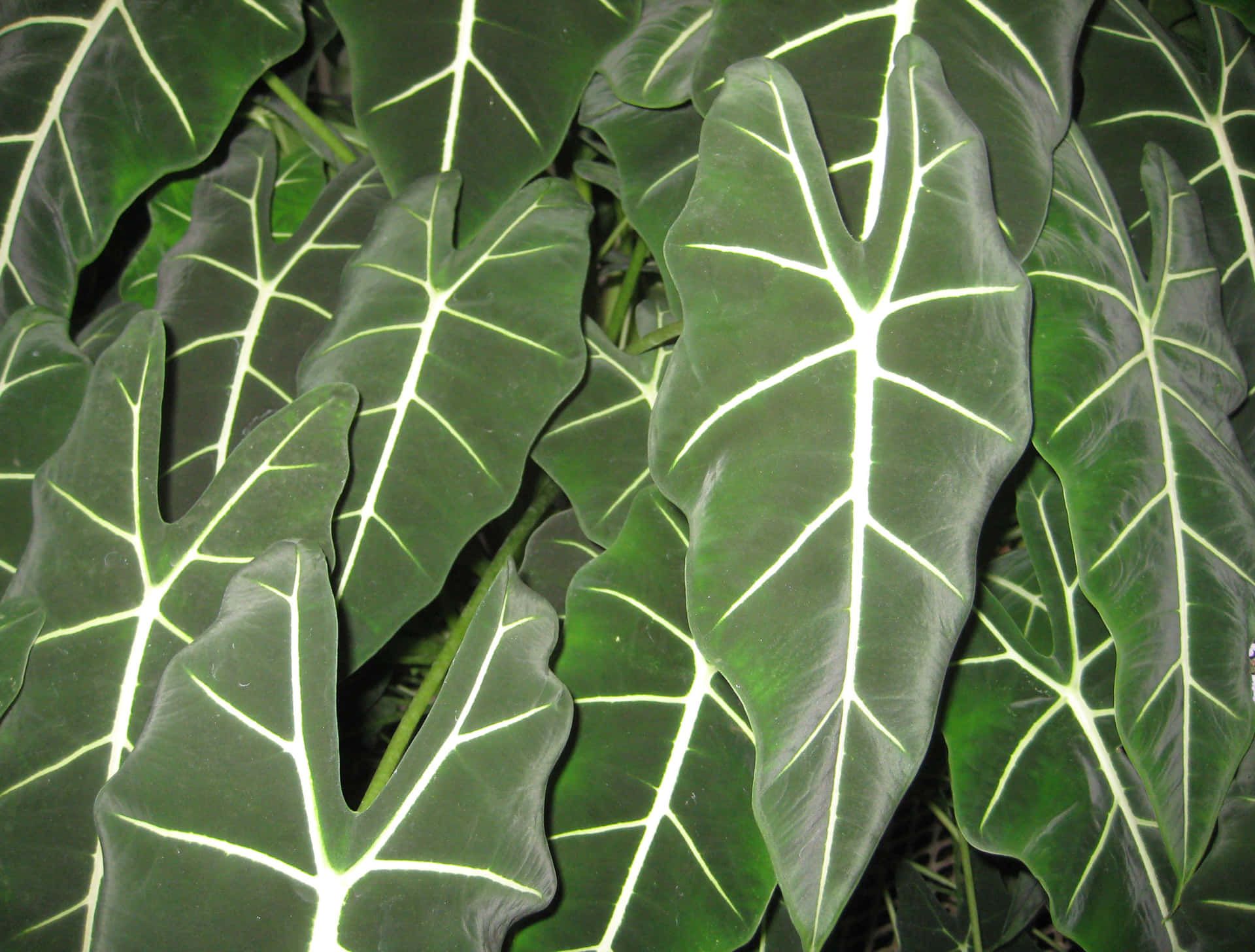 1920x1456 Download Alocasia Leaves Tropical Plants Picture