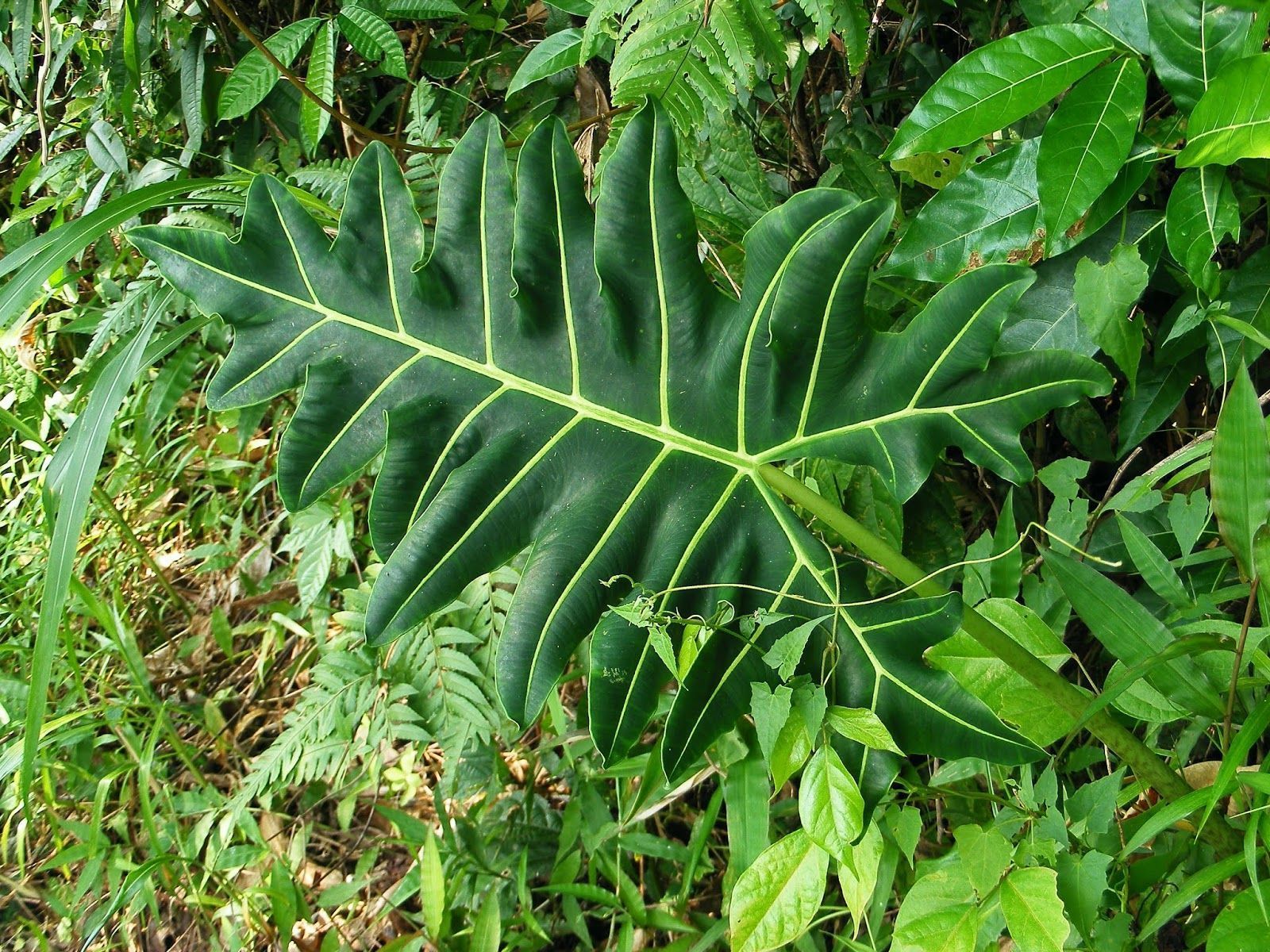 1600x1200 The tall, 'tattered', and splendid Alocasia portei