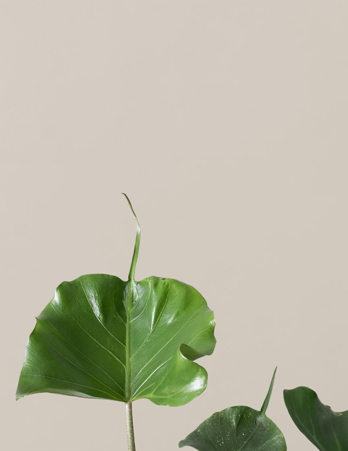1200x1553 Alocasia 'Stingray'. Unique Plants for Delivery