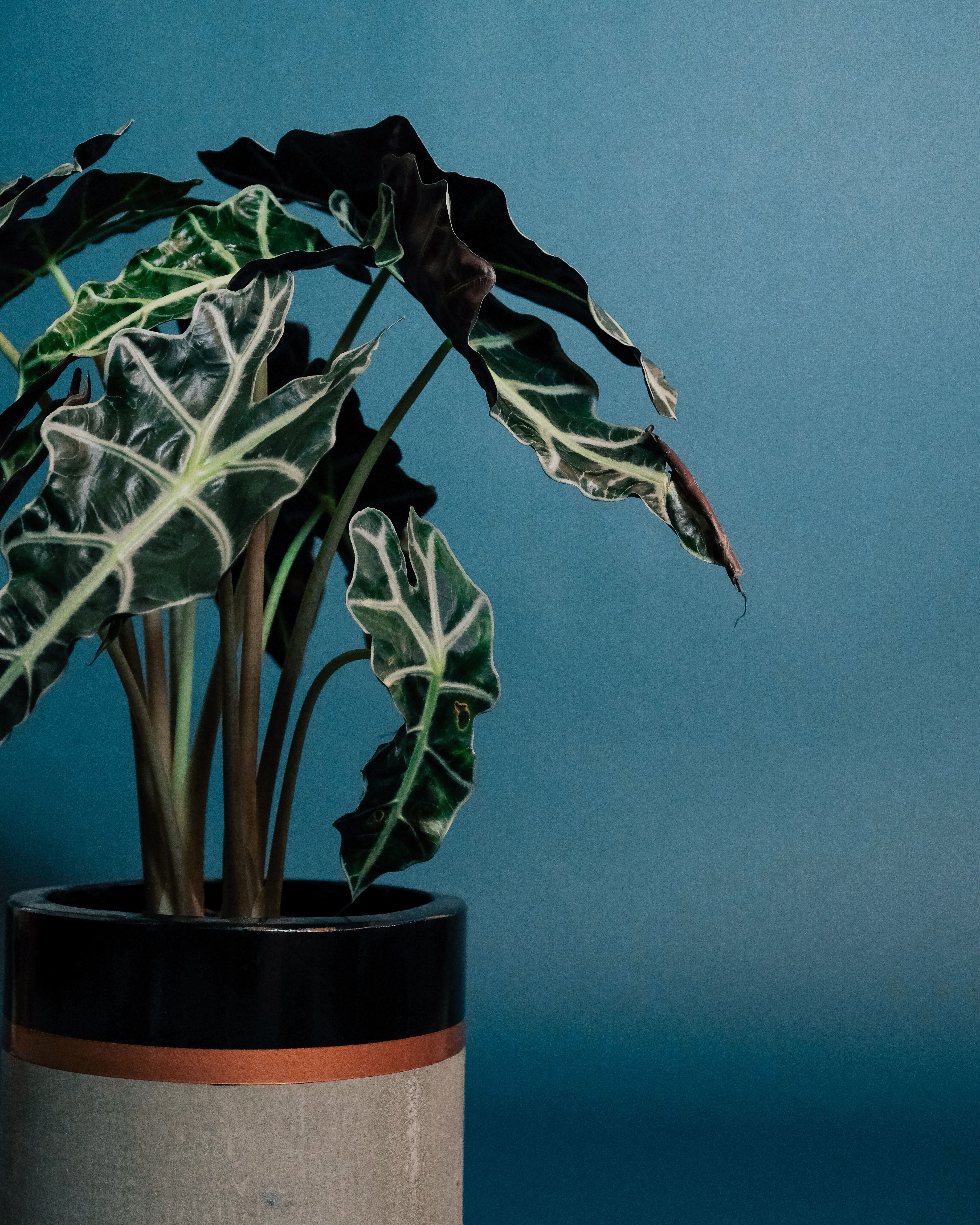 4160x5200 Alocasia Wallpaper