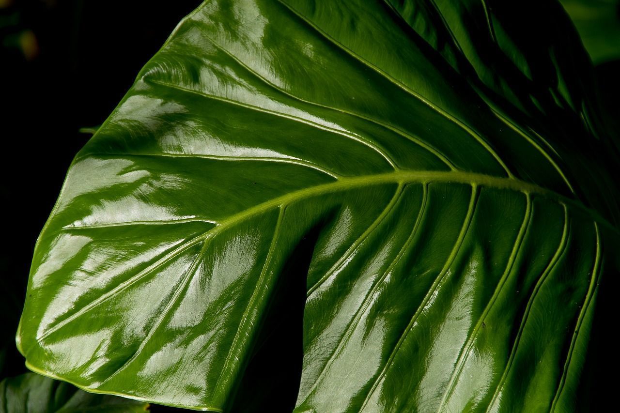 1280x853 Free Alocasia & Nature Image