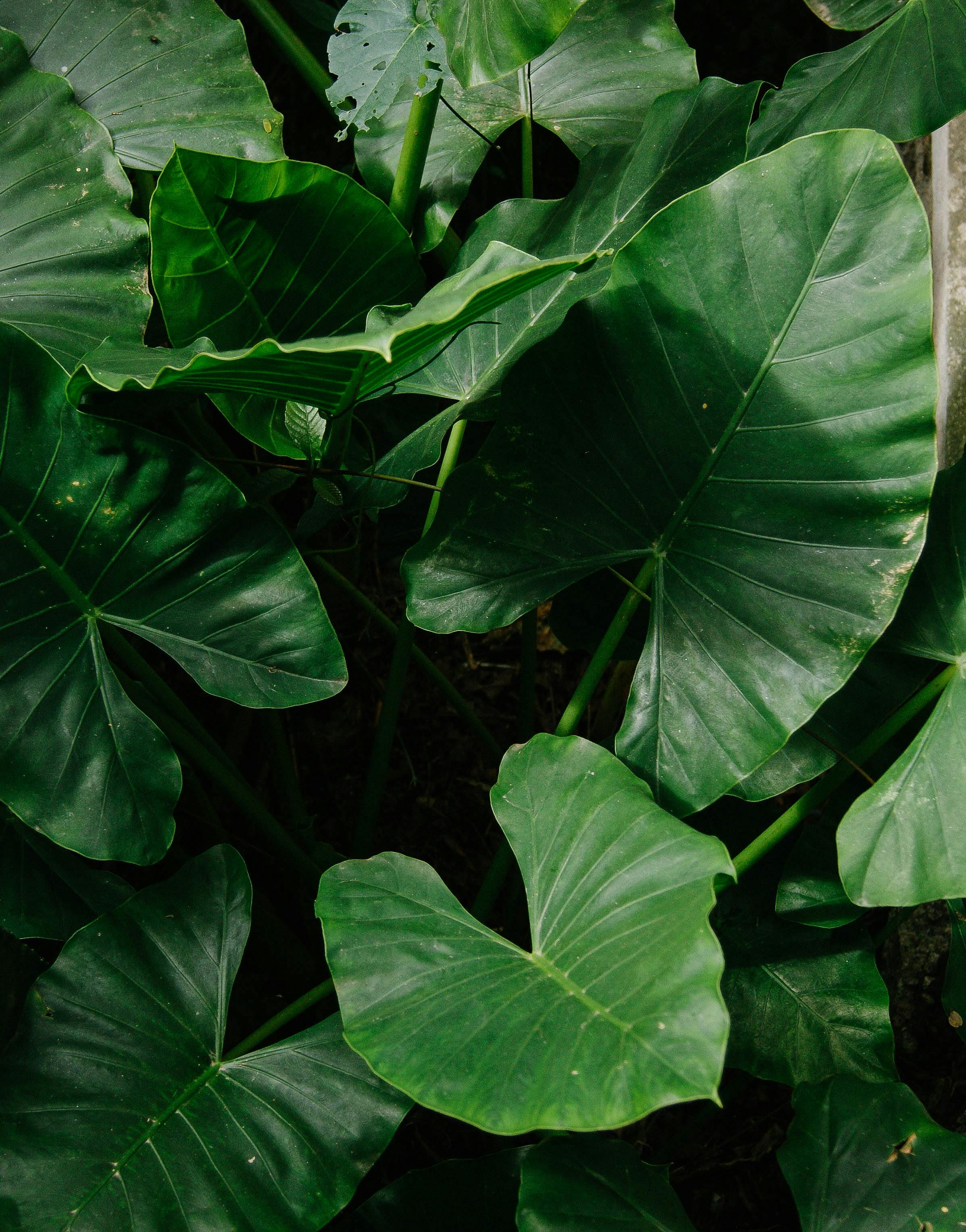 2396x3056 Alocasia Odora Photo, Download The BEST Free Alocasia Odora & HD Image