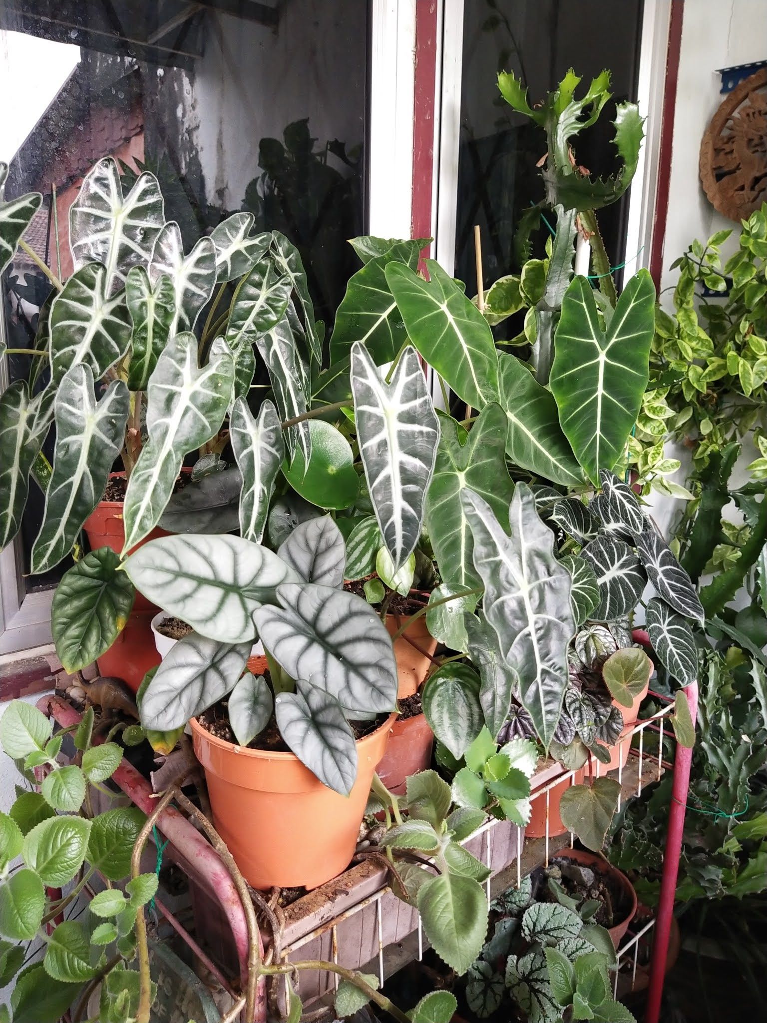 1536x2048 Garden Chronicles of James David: Introduction to Jewel Alocasia
