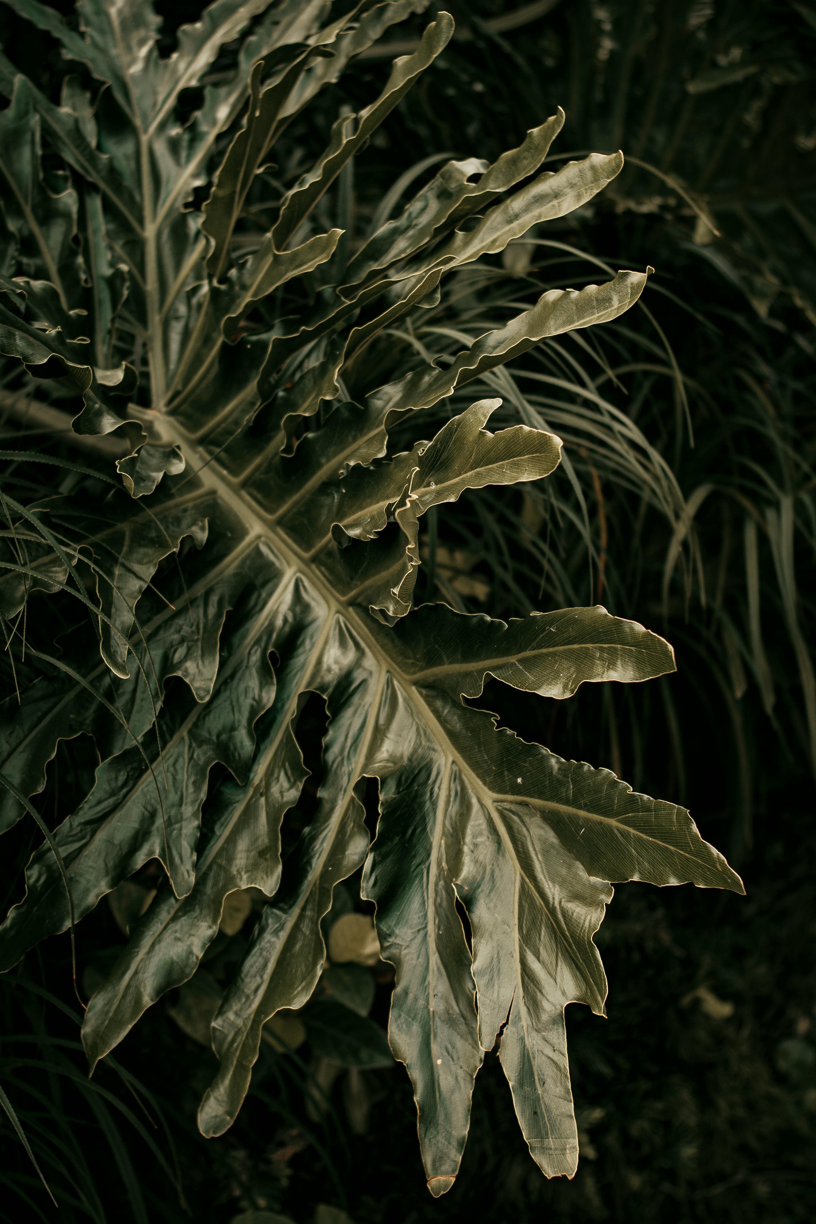 2848x4272 Alocasia Plant with Dark Green Leaves · Free