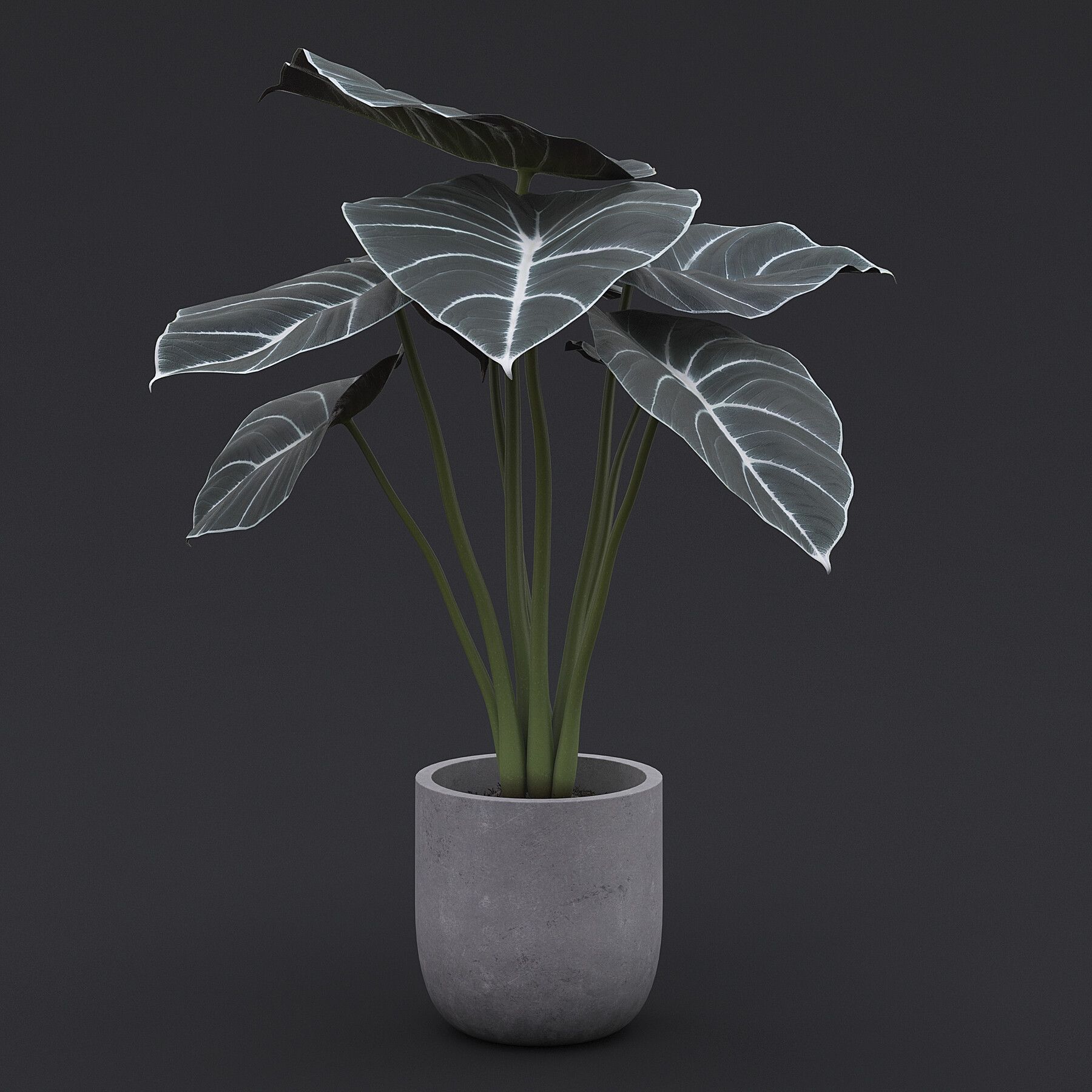 1800x1800 Alocasia Black Velvet I
