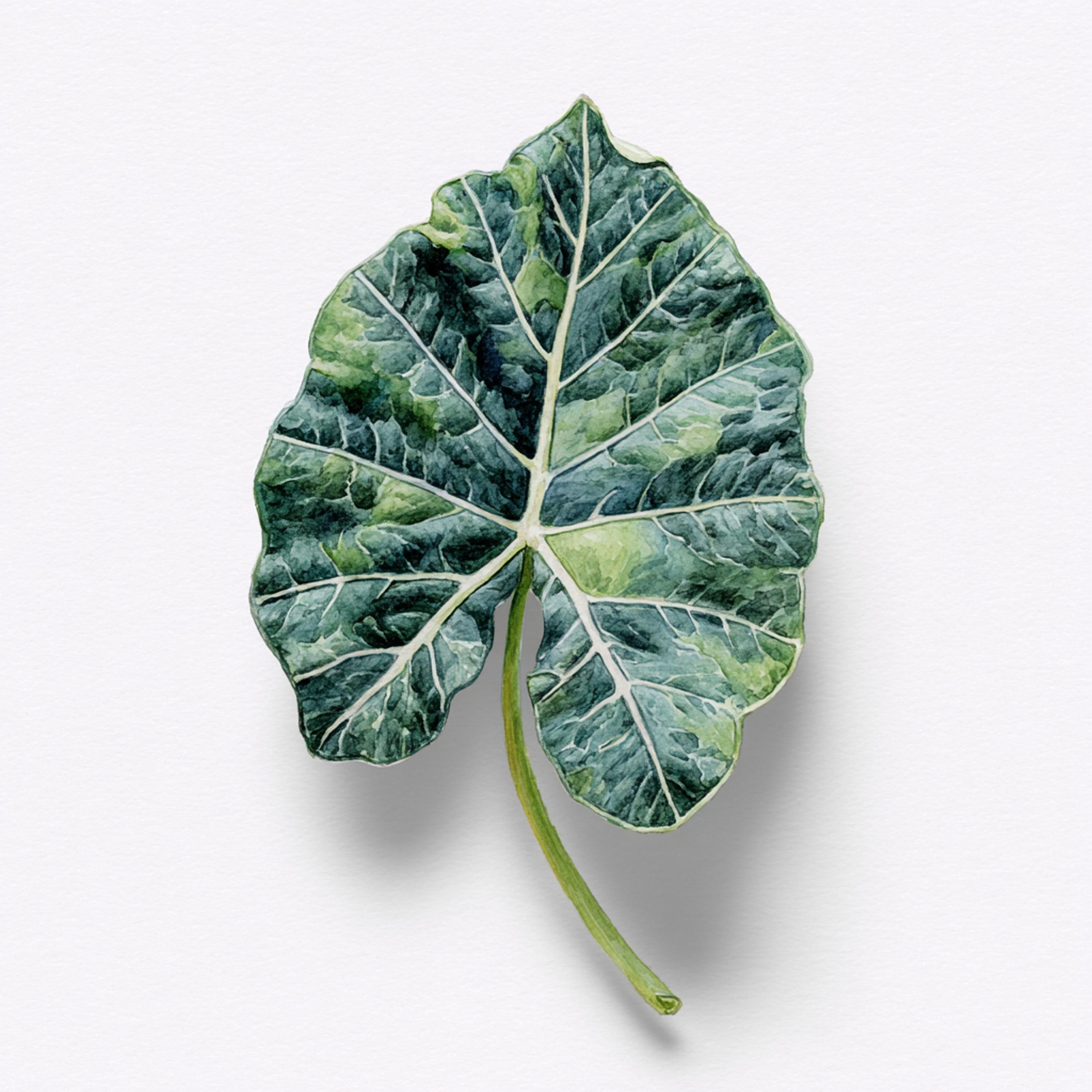 3000x3000 Printable Alocasia Leaves, Watercolor Alocasia Leaf, Green Plant Art, Printable JPG, Instant Download, Commercial Use, Paper Design