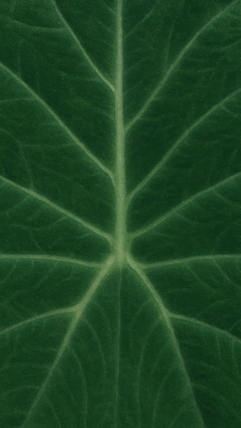 800x1422 Alocasia Leaves Wallpaper Image Wallpaper