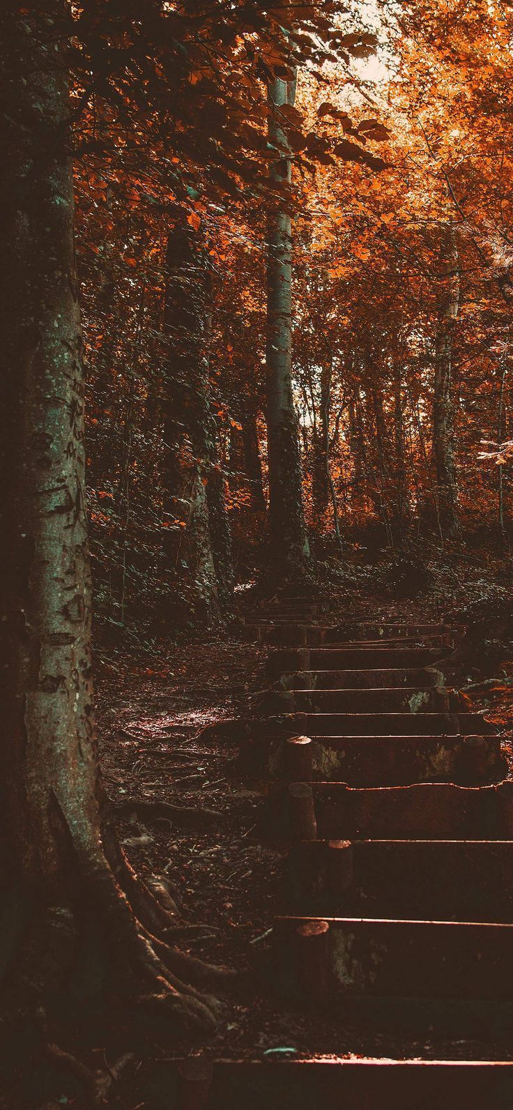 736x1592 Fall Wallpaper for iPhone. Aesthetic Fall Wallpaper Background