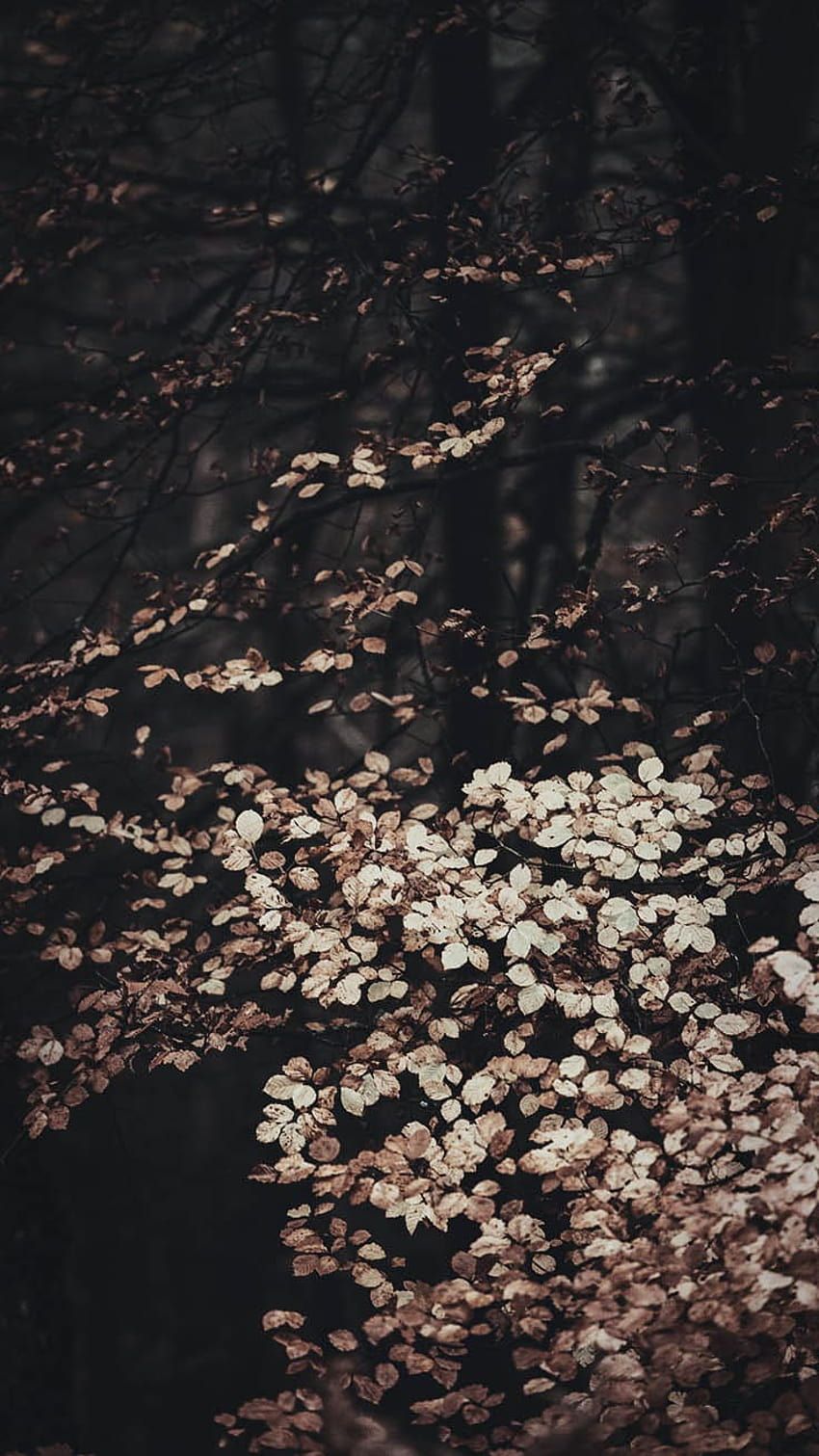 850x1511 Autumn iPhone Fall, spring cozy HD phone wallpaper