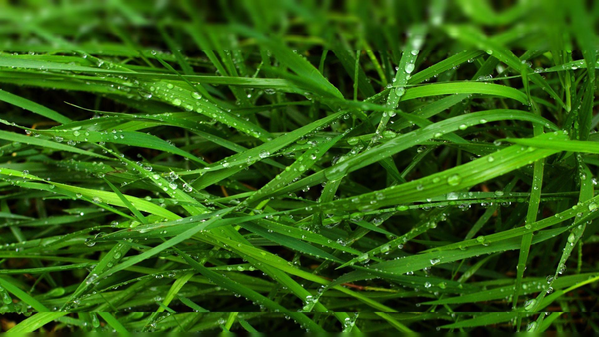 1920x1080 68705884 Hi Res Wallpaper Media Group