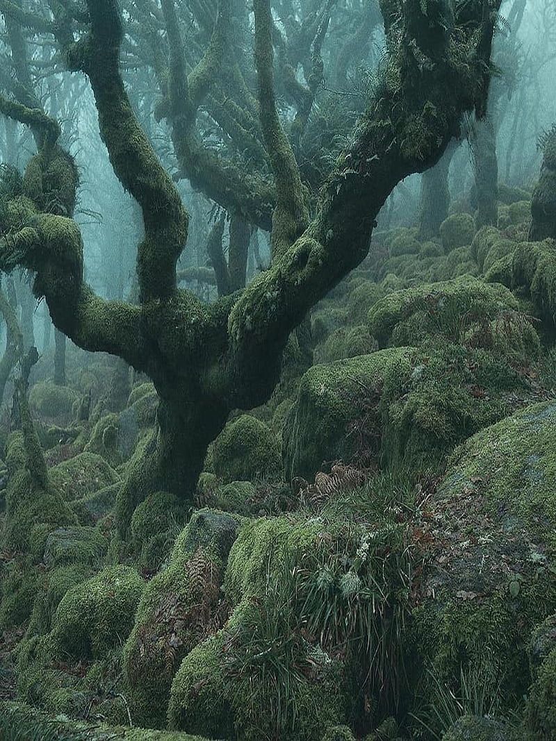 800x1067 Dartmoor, england, landscapes, HD phone wallpaper