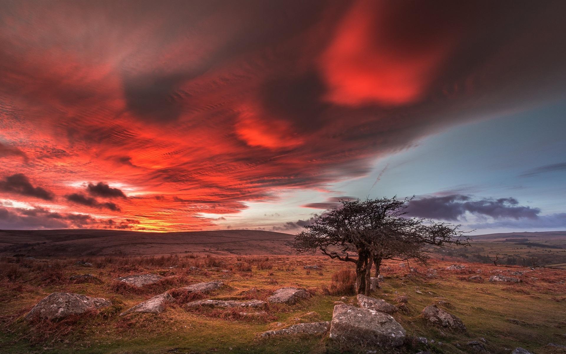 1920x1200 Dartmoor Forest Trees Wallpaper