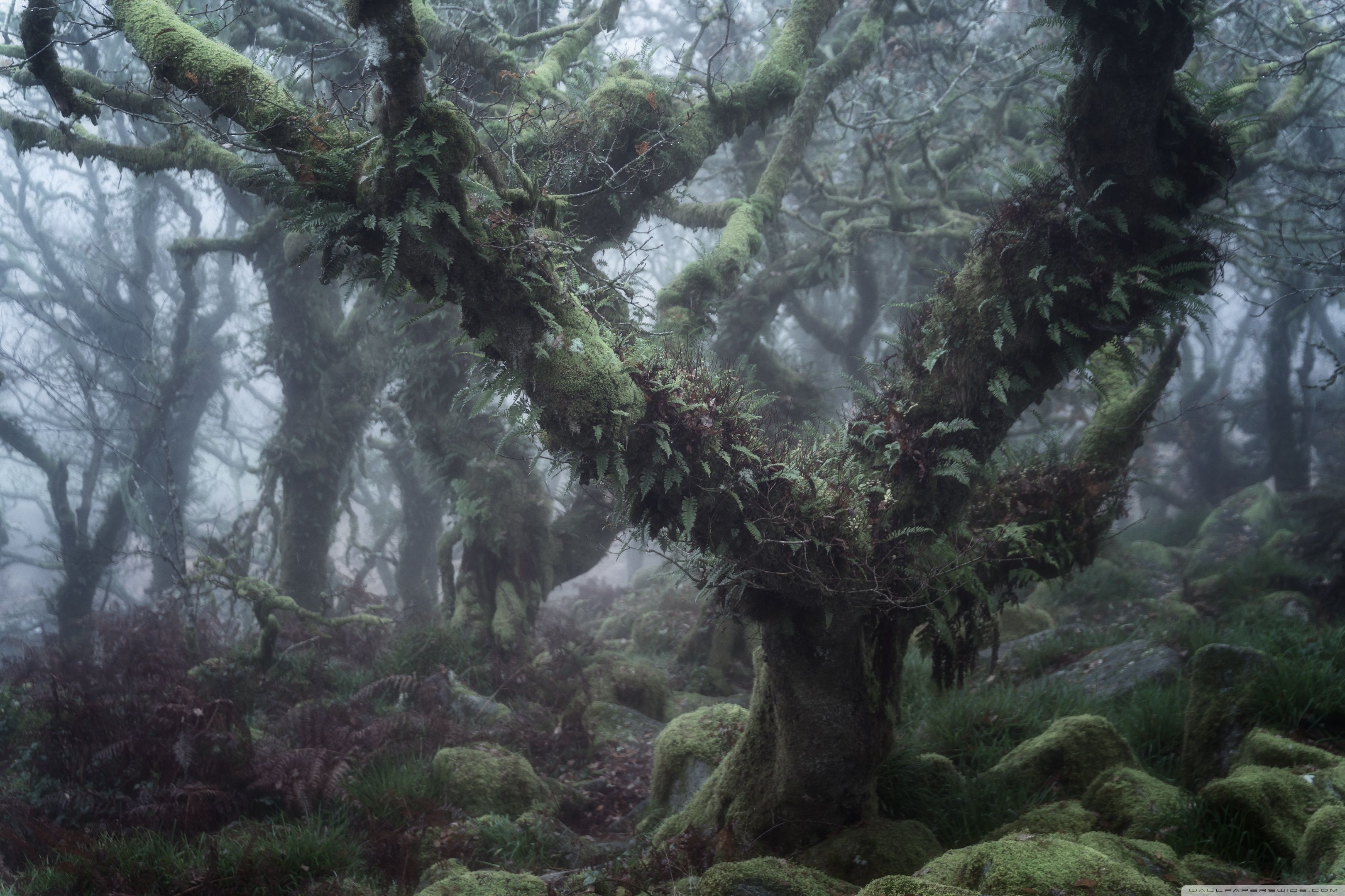 3240x2160 Wistman's Wood, Dartmoor England Enchanted Forest 4K UHD Wallpaper for UltraHD Desktop and TV : Widescreen and UltraWide Display : Smartphone and Tablet Devices
