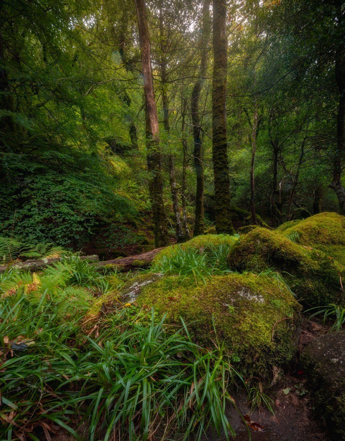 1172x1500 Photographing Sharrah Pools and the Wild Beauty of Dartmoor National Park