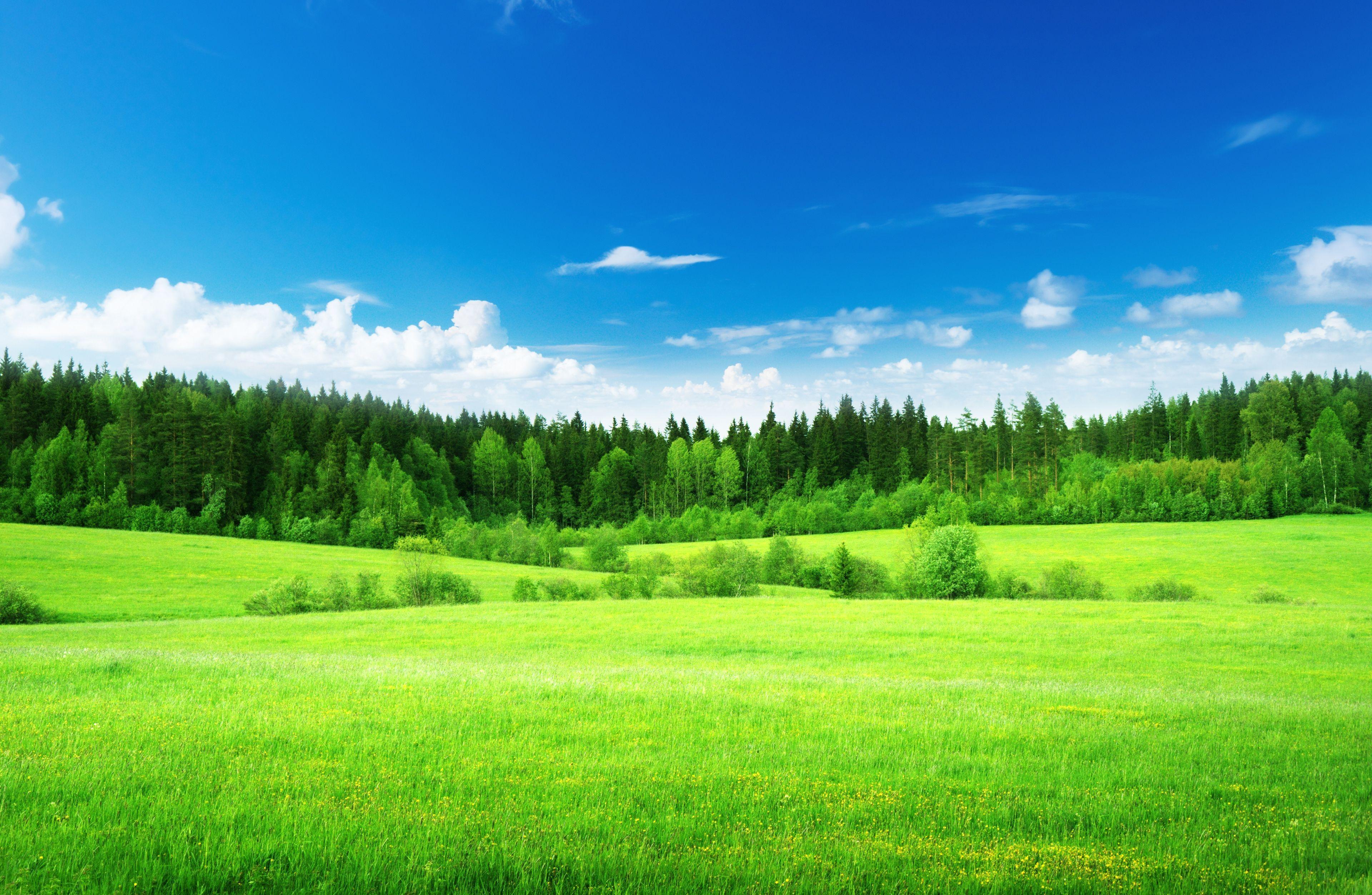 Pasture Wallpapers - Top Free Pasture Backgrounds - WallpaperAccess