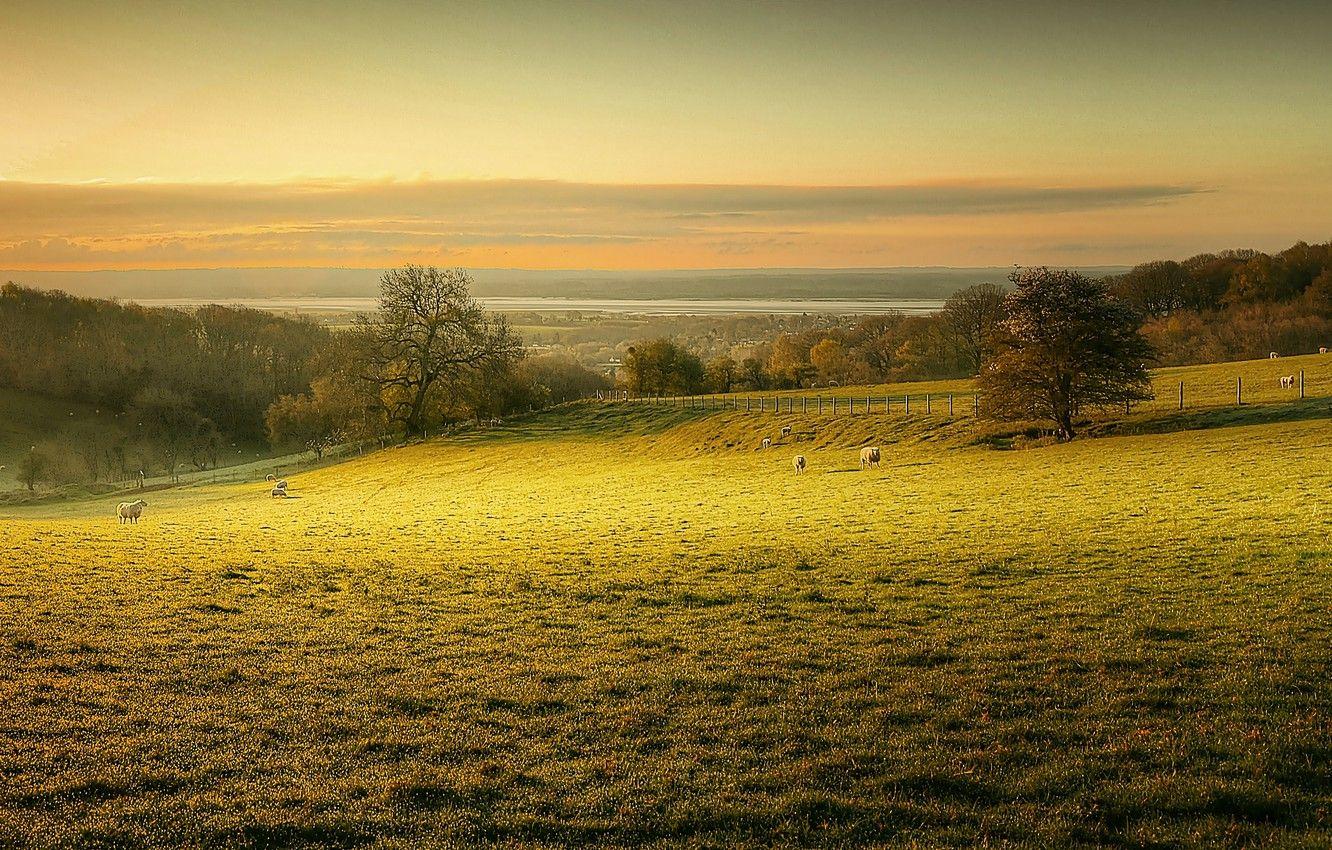 Pasture Wallpapers - Top Free Pasture Backgrounds - WallpaperAccess