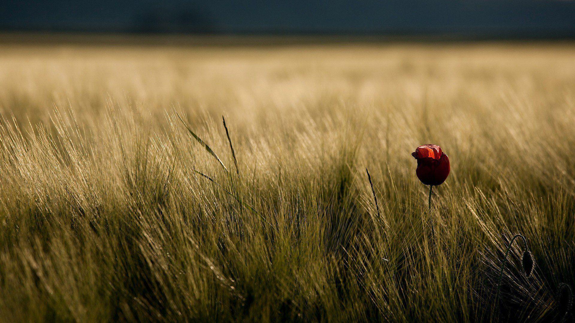 1920x1080 Pasture Wallpaper
