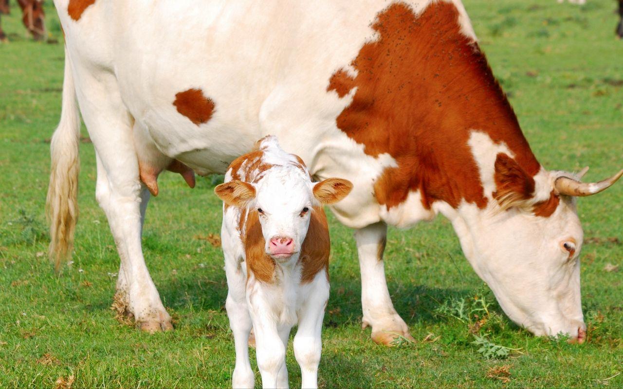 1280x800 Download wallpaper 1280x800 calf, cow, pasture widescreen 16:10 HD