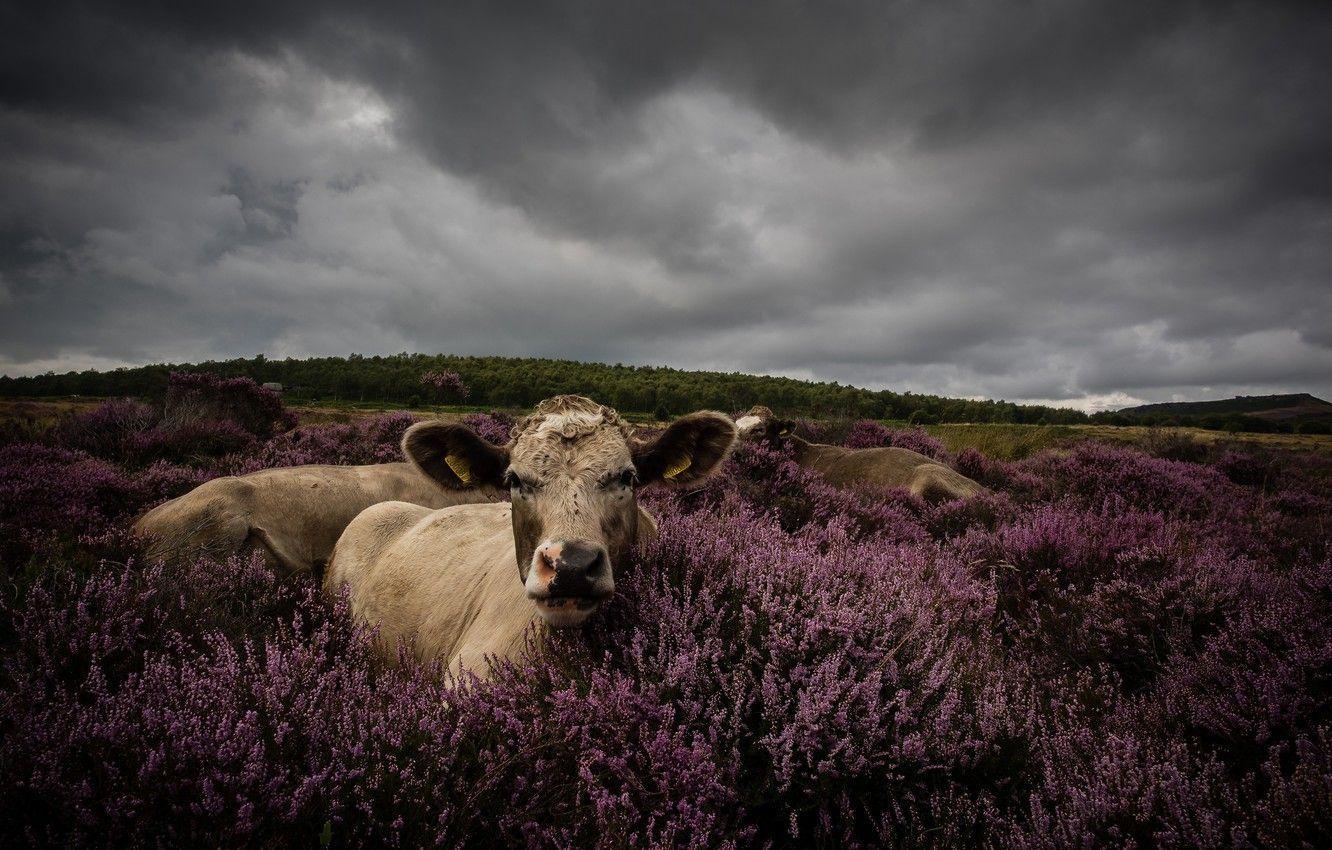 1332x850 Wallpaper field, forest, look, flowers, clouds, overcast, stay