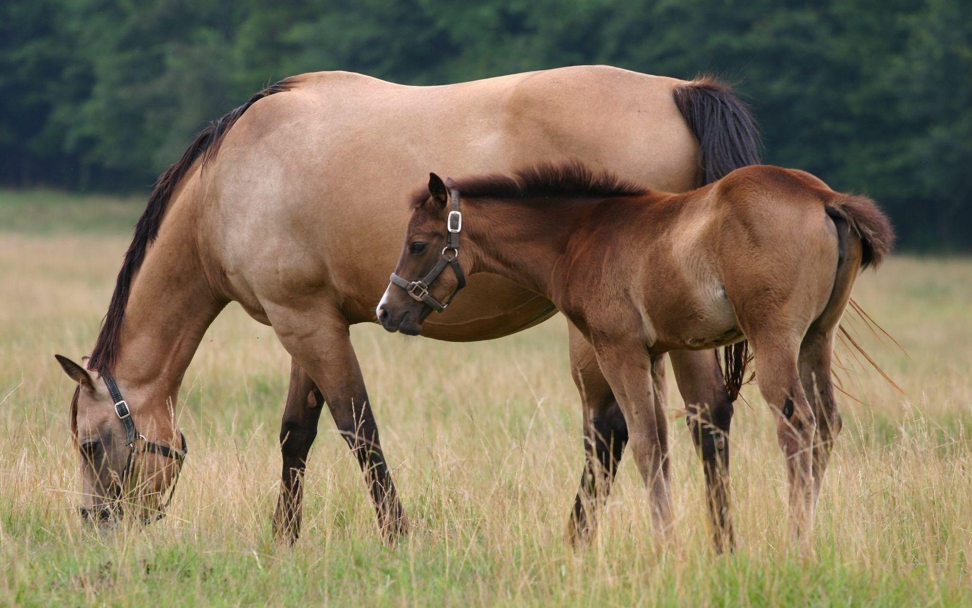 1920x1200 Horse Pasture. Horse and in a pasture pic. Horse