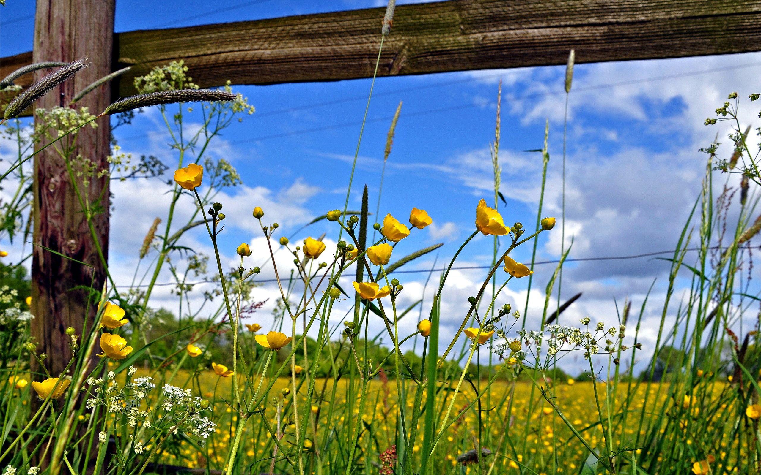 2560x1600 Pasture Fence Flowers wallpaperx1600