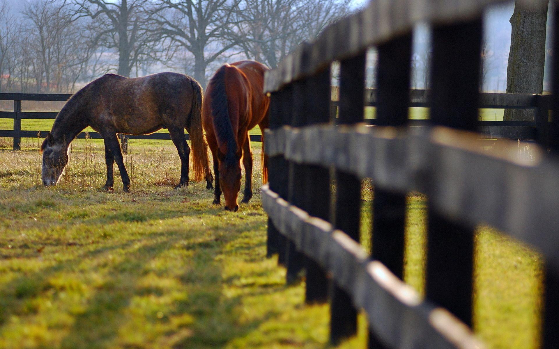 1920x1200 Horses in the pasture wallpaper and image, picture