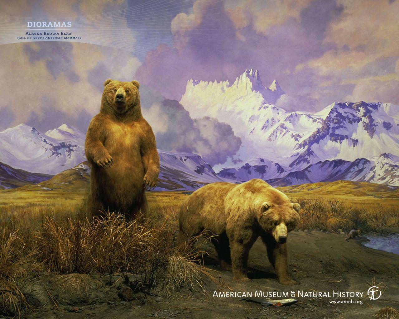1280x1024 Bear Into the Space HD desktop wallpaper : Widescreen : High 1280x1024