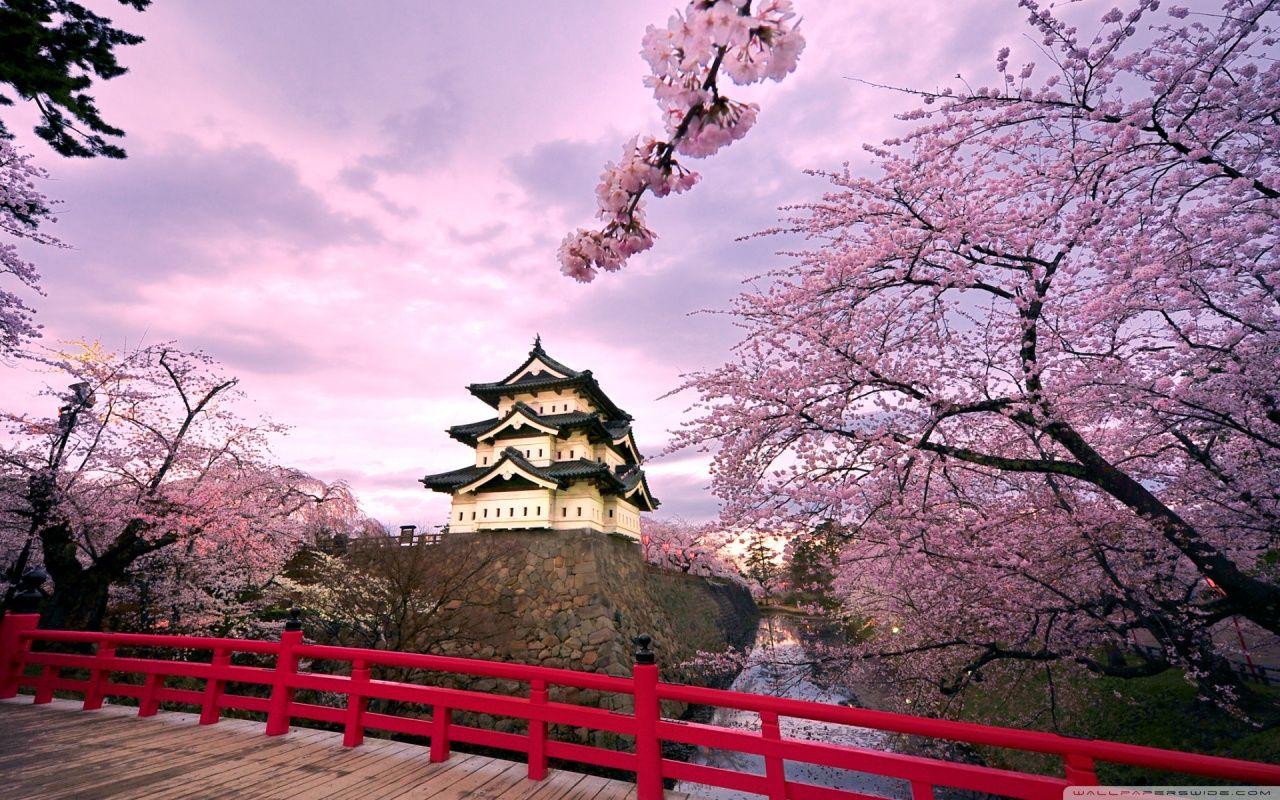 1280x800 Cherry Blossoms, Japan ❤ 4K HD Desktop Wallpaper for 4K Ultra HD TV