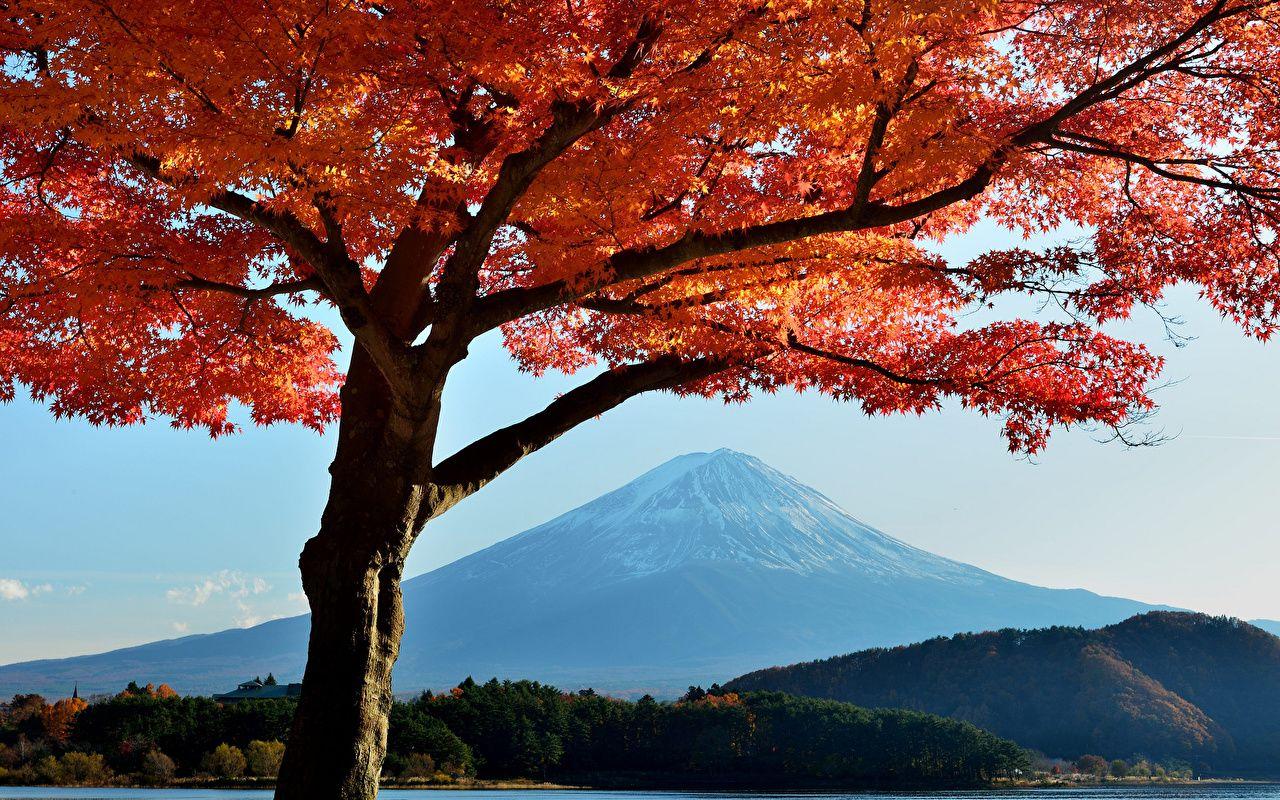 1280x800 Mount Fuji Japan Volcano Nature Mountains Trees 1280x800