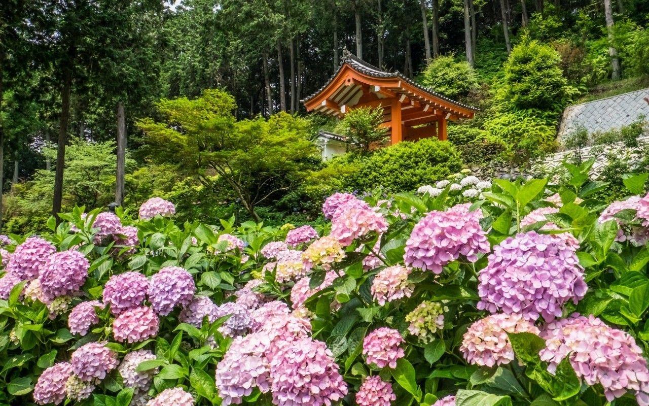 1280x800 Other: Mimuroto Ji Temple Mimuroto Ji Kyoto Nature Japan Flowers