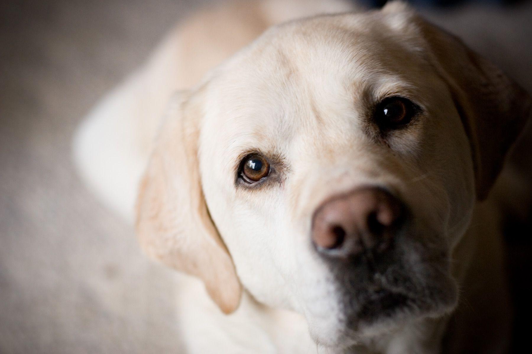 Labrador Dog Wallpapers - Top Free Labrador Dog Backgrounds ...