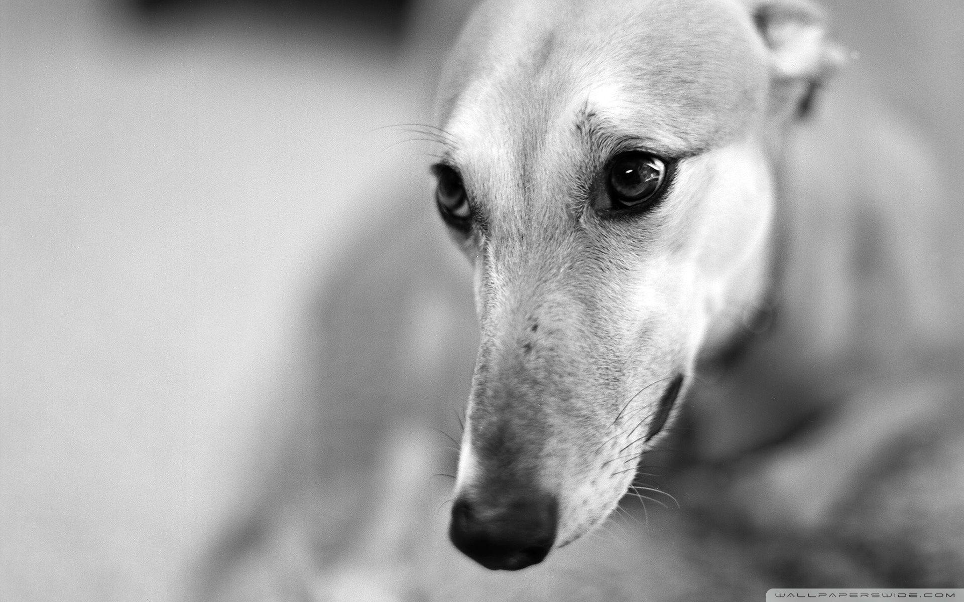 1920x1200 Greyhound Wallpaper