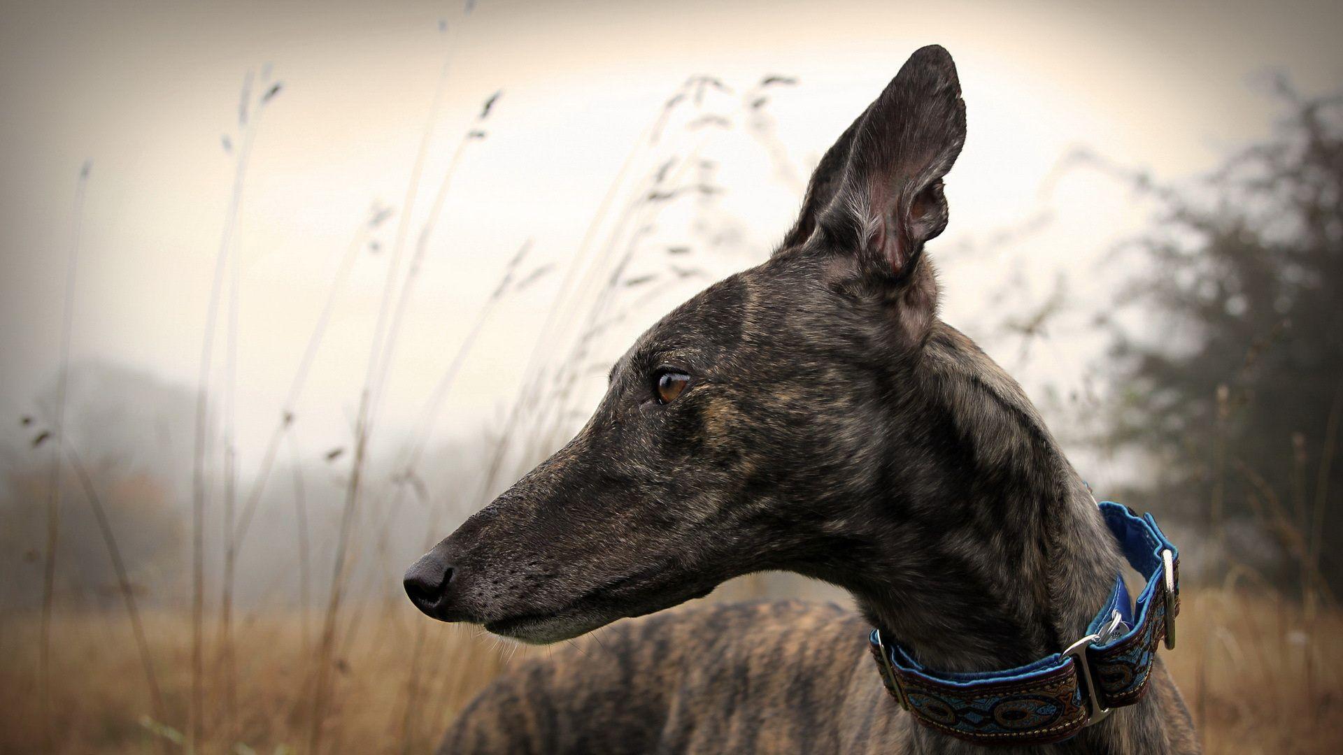 1920x1080 Greyhound Wallpaper. Robotic Greyhound