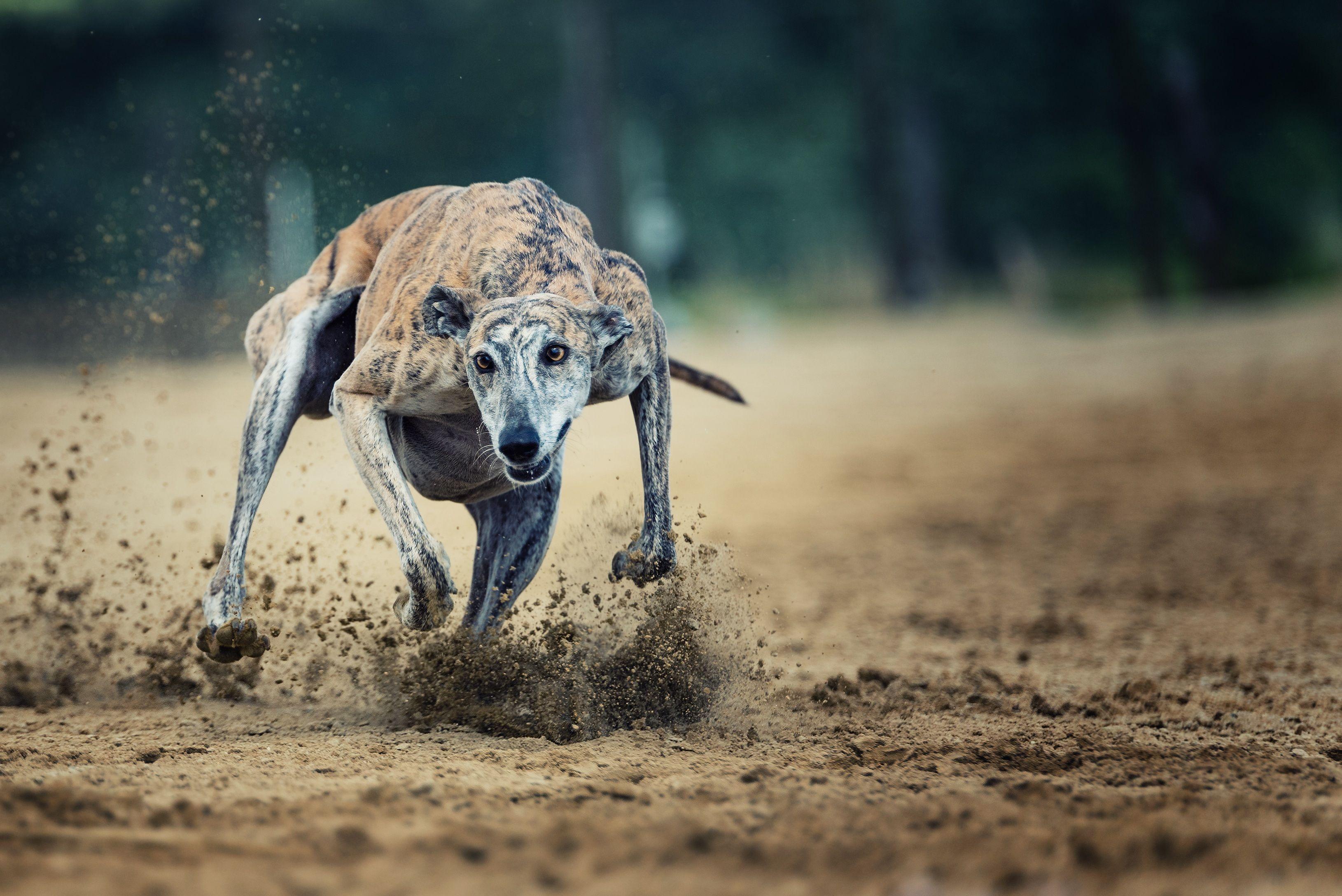 Greyhound Wallpapers - Top Free Greyhound Backgrounds - WallpaperAccess