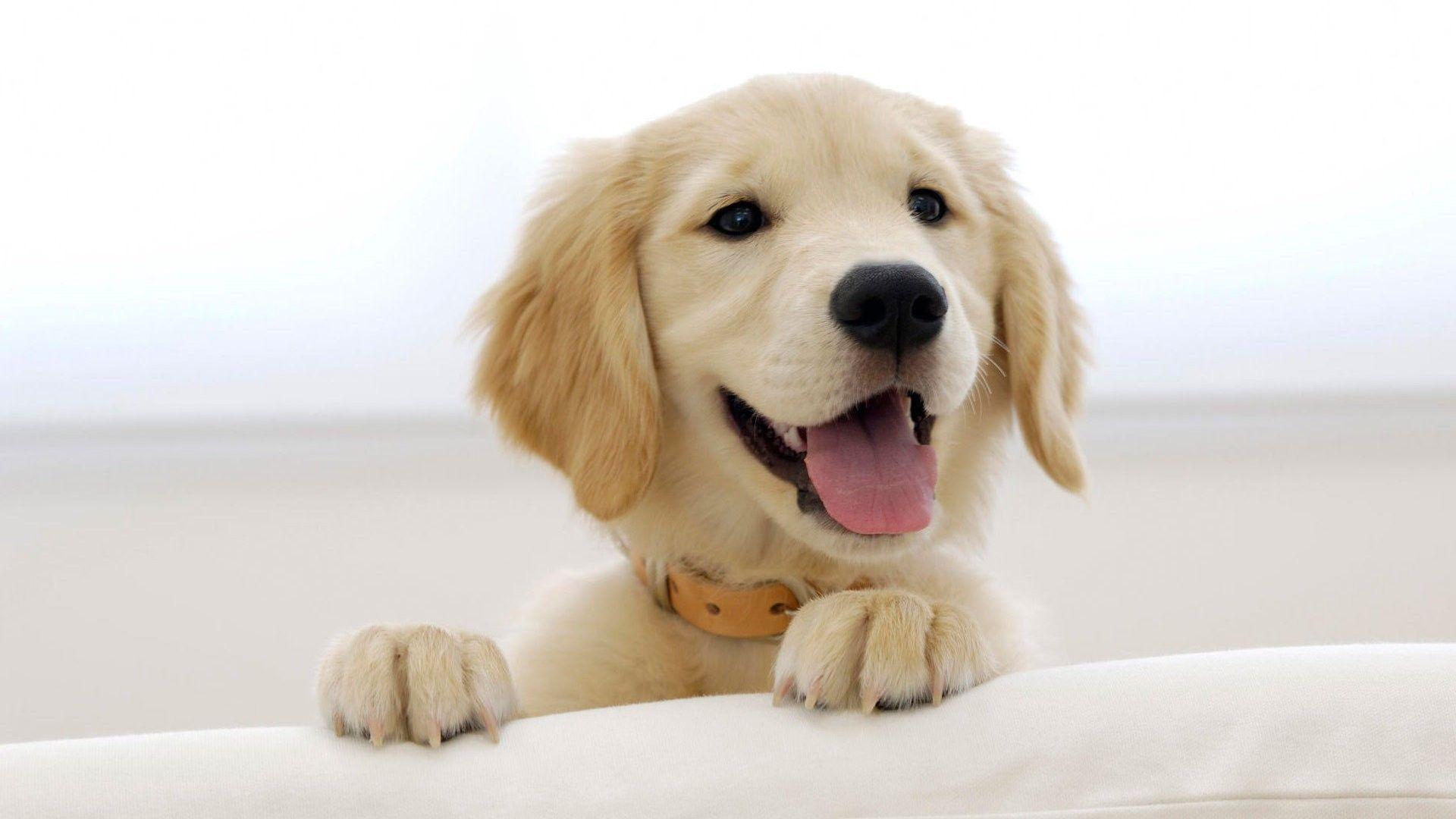 1920x1080 Free download Labrador Dog wallpaper 19 [1920x1080]