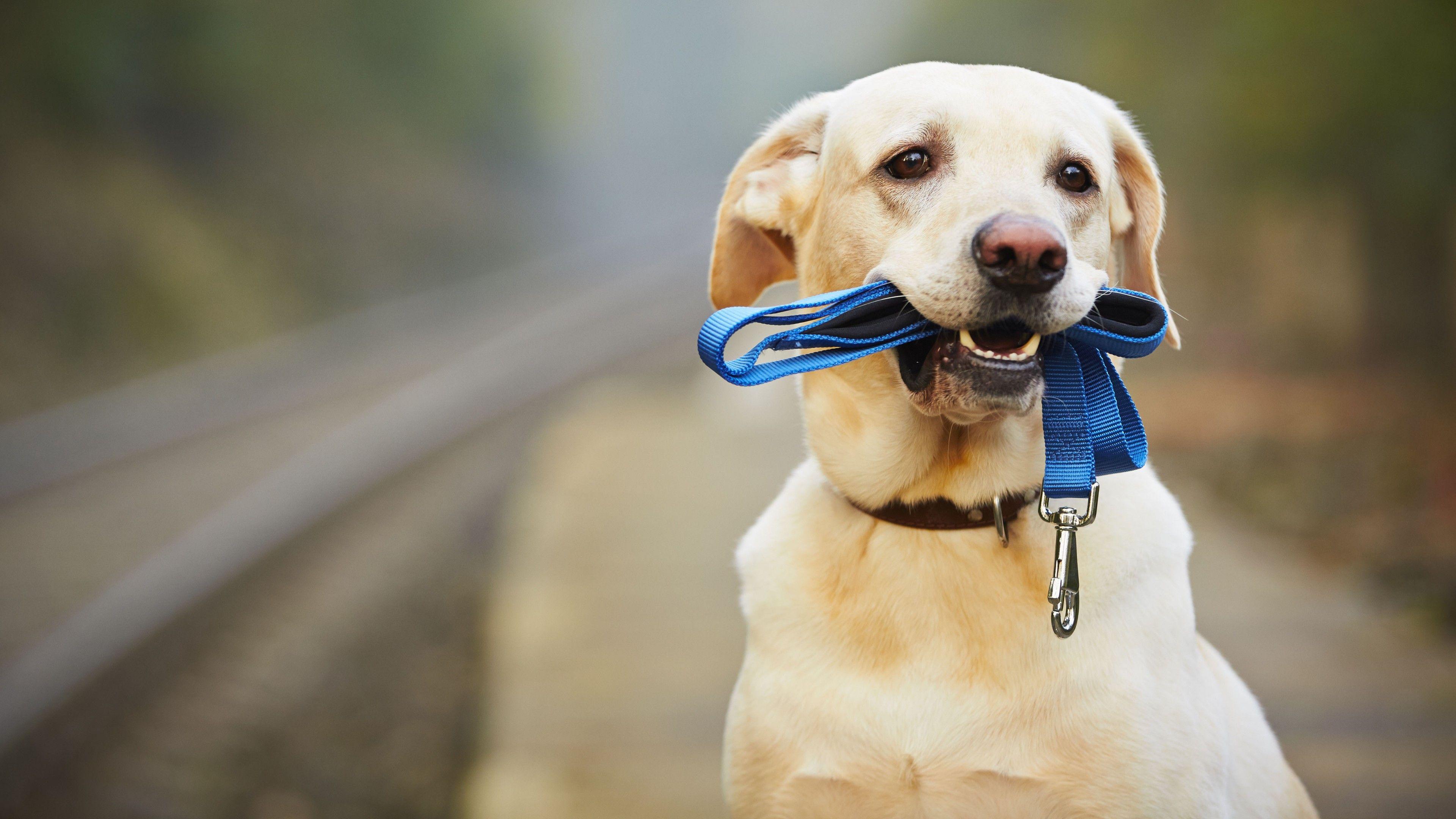 3840x2160 Wallpaper Labrador, dog, funny animals, 5k, Animals