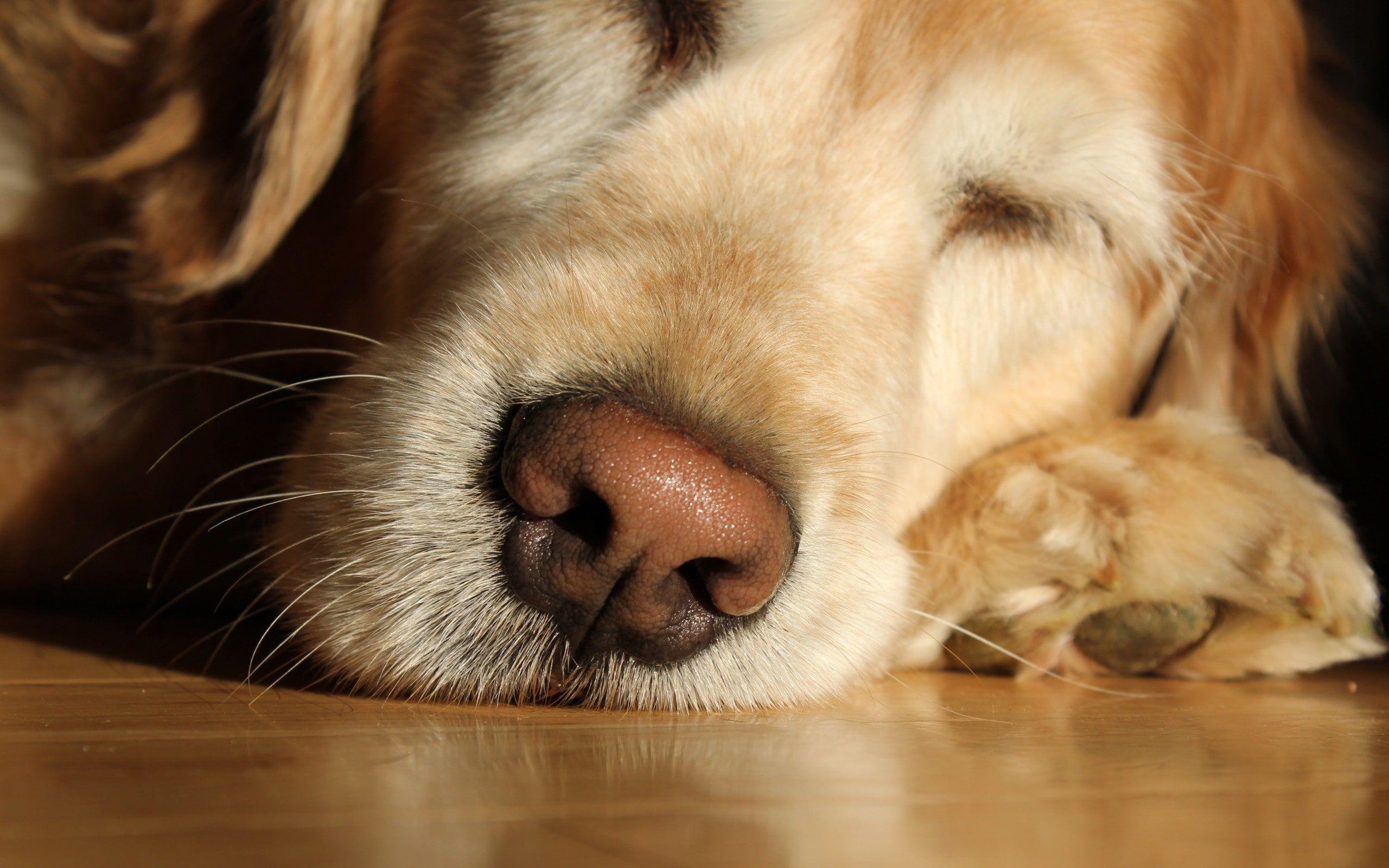 2560x1600 Dog, Labrador, Face, Nose, Sleeping, Close Up, HD Wallpaper
