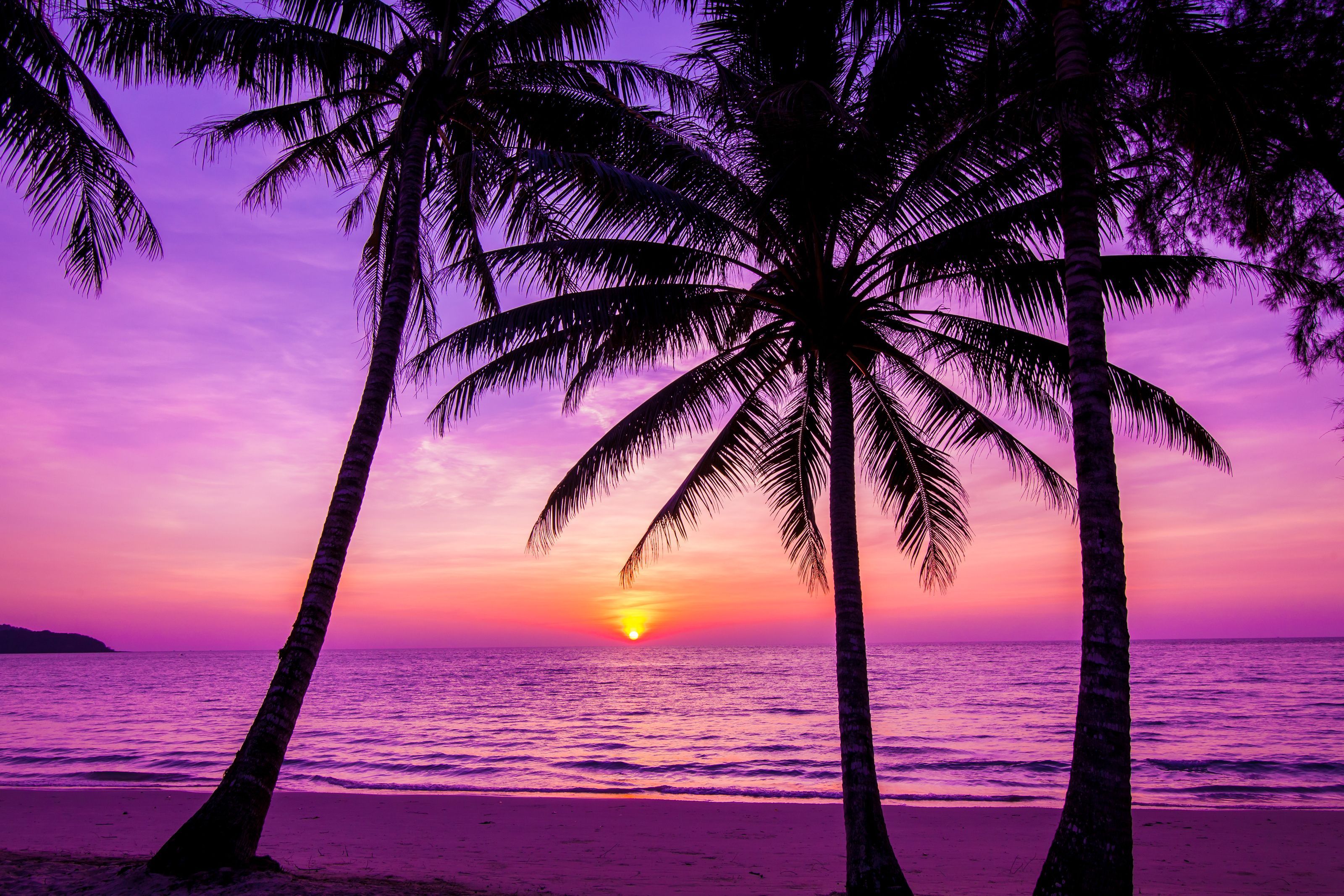 3200x2134 Palm Trees Silhouette At Sunset Wall Mural